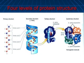 Four levels of protein structureFour levels of protein structure
 