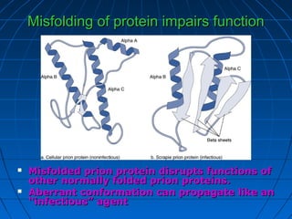 Misfolding of protein impairs functionMisfolding of protein impairs function
 Misfolded prion protein disrupts functions ofMisfolded prion protein disrupts functions of
other normally folded prion proteins.other normally folded prion proteins.
 Aberrant conformation can propagate like anAberrant conformation can propagate like an
“infectious” agent“infectious” agent
 