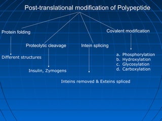 Post-translational modification of Polypeptide
Protein folding
Proteolytic cleavage Intein splicing
Covalent modification
Different structures
Insulin, Zymogens
Inteins removed & Exteins spliced
a. Phosphorylation
b. Hydroxylation
c. Glycosylation
d. Carboxylation
 