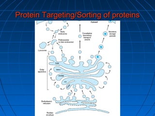 Protein Targeting/Sorting of proteinsProtein Targeting/Sorting of proteins
 