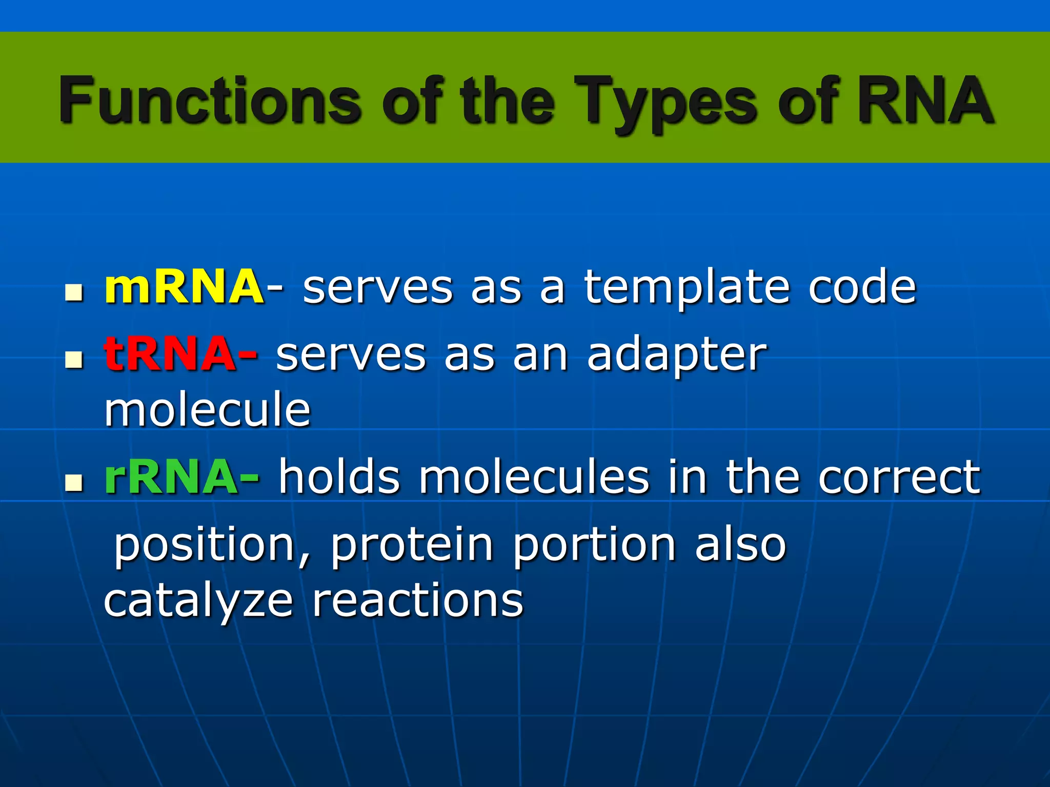 Functions of the Types of RNA
 mRNA- serves as a template code
 tRNA- serves as an adapter
molecule
 rRNA- holds molecules in the correct
position, protein portion also
catalyze reactions
 