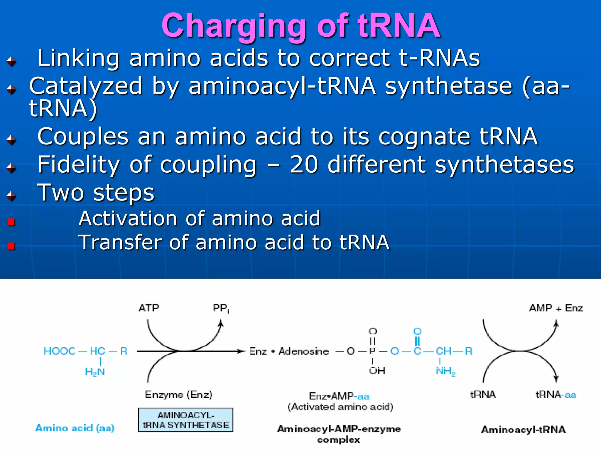 Charging of tRNA
Linking amino acids to correct t-RNAs
Catalyzed by aminoacyl-tRNA synthetase (aa-
tRNA)
Couples an amino acid to its cognate tRNA
Fidelity of coupling – 20 different synthetases
Two steps
Activation of amino acid
Transfer of amino acid to tRNA
 