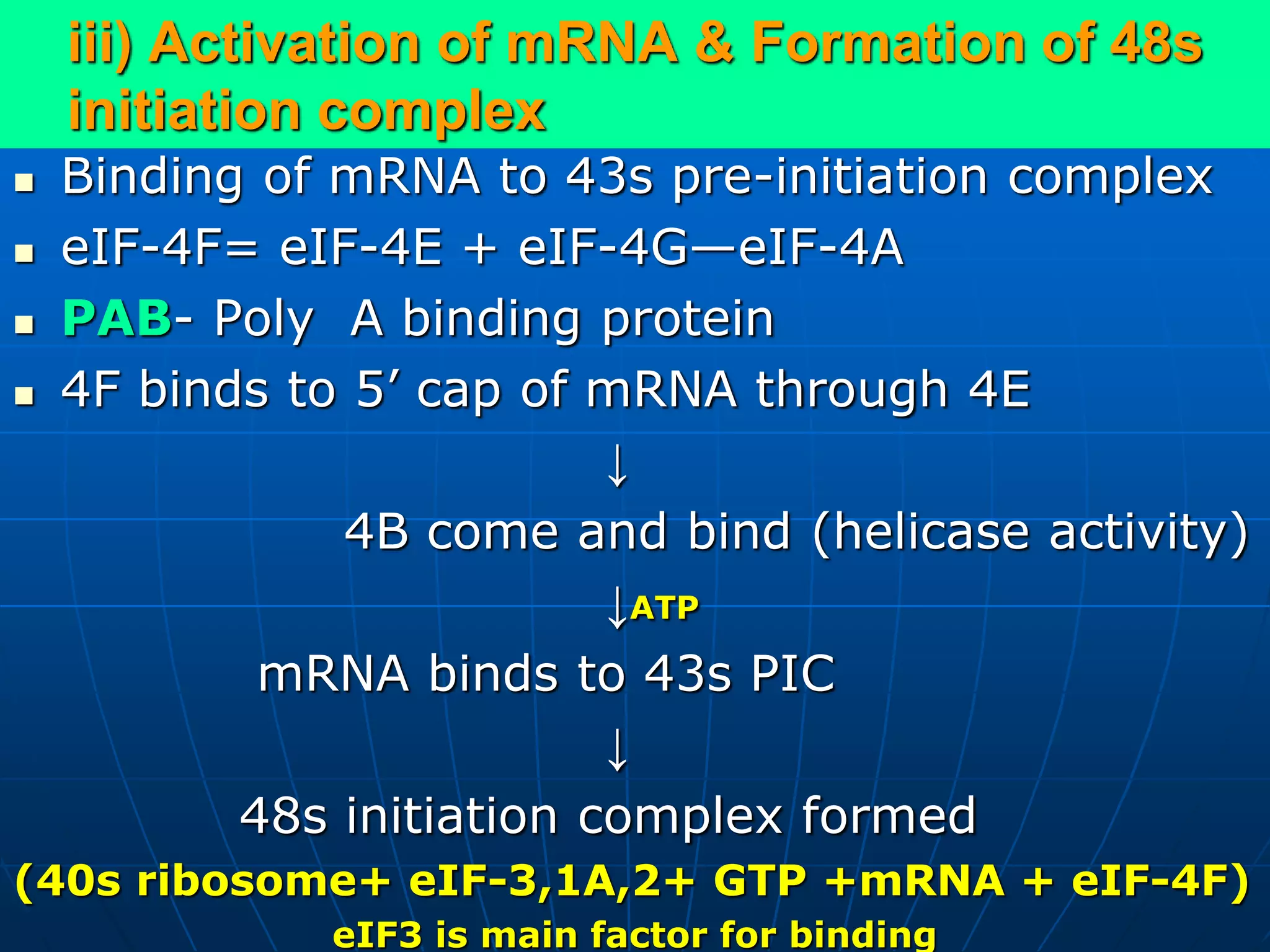 iii) Activation of mRNA & Formation of 48s
initiation complex
 Binding of mRNA to 43s pre-initiation complex
 eIF-4F= eIF-4E + eIF-4G—eIF-4A
 PAB- Poly A binding protein
 4F binds to 5’ cap of mRNA through 4E
↓
4B come and bind (helicase activity)
↓ATP
mRNA binds to 43s PIC
↓
48s initiation complex formed
(40s ribosome+ eIF-3,1A,2+ GTP +mRNA + eIF-4F)
eIF3 is main factor for binding
 
