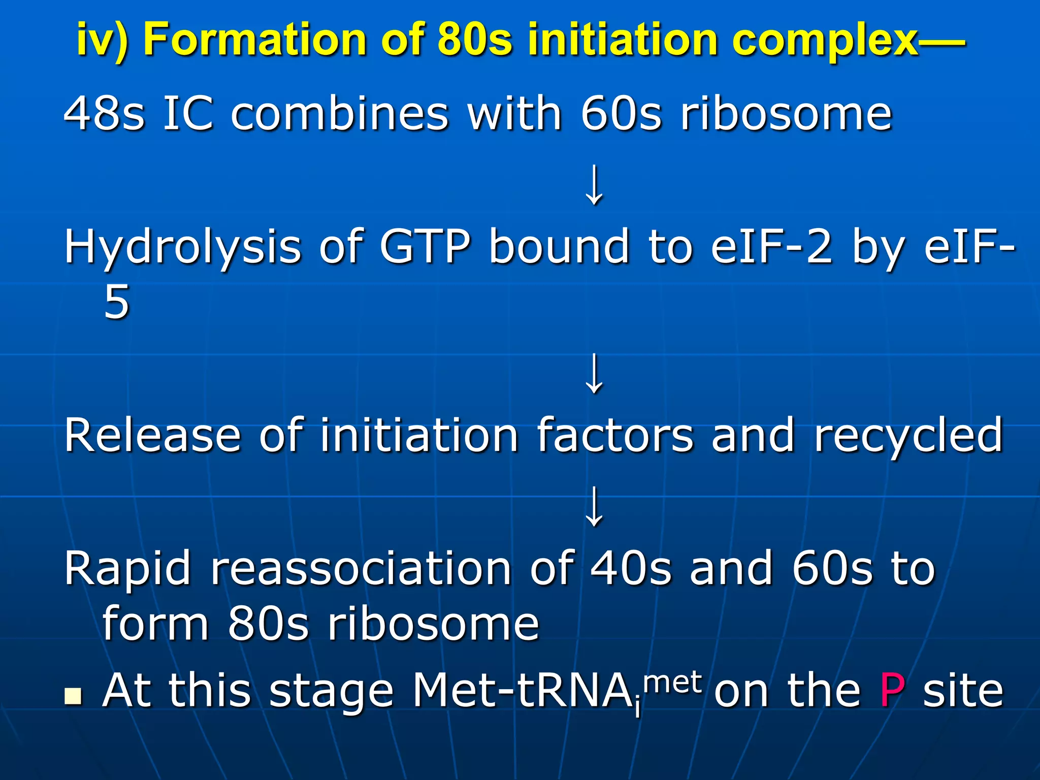 iv) Formation of 80s initiation complex—
48s IC combines with 60s ribosome
↓
Hydrolysis of GTP bound to eIF-2 by eIF-
5
↓
Release of initiation factors and recycled
↓
Rapid reassociation of 40s and 60s to
form 80s ribosome
 At this stage Met-tRNAi
met on the P site
 