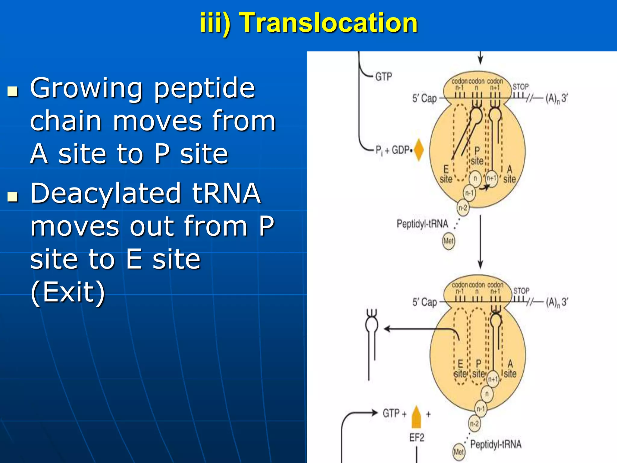 iii) Translocation
 Growing peptide
chain moves from
A site to P site
 Deacylated tRNA
moves out from P
site to E site
(Exit)
 