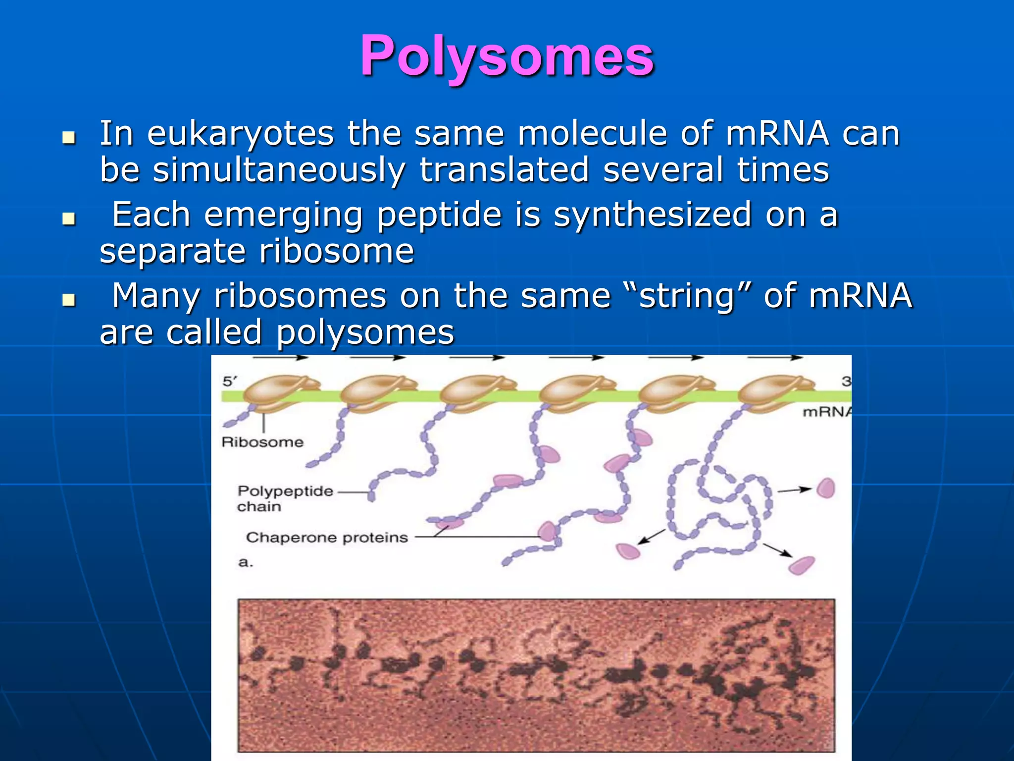 Polysomes
 In eukaryotes the same molecule of mRNA can
be simultaneously translated several times
 Each emerging peptide is synthesized on a
separate ribosome
 Many ribosomes on the same “string” of mRNA
are called polysomes
 