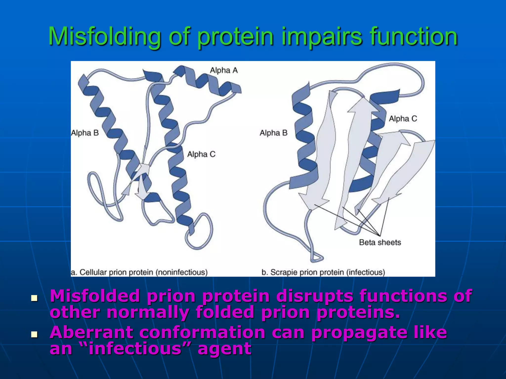 Misfolding of protein impairs function
 Misfolded prion protein disrupts functions of
other normally folded prion proteins.
 Aberrant conformation can propagate like
an “infectious” agent
 