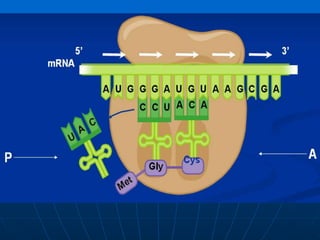 Genetic code and translation | PPTX