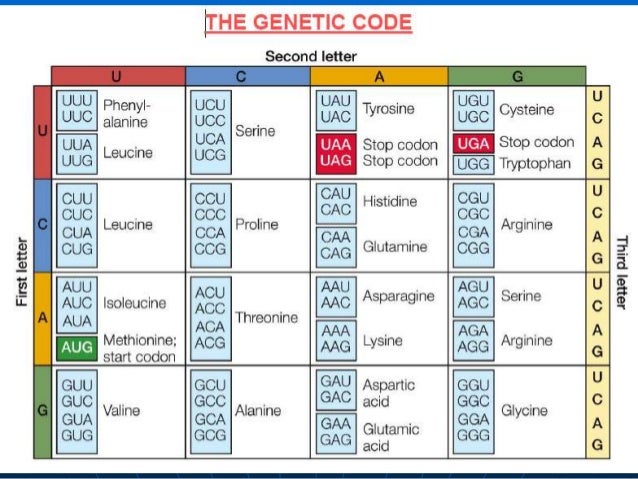 Genetic code and translation