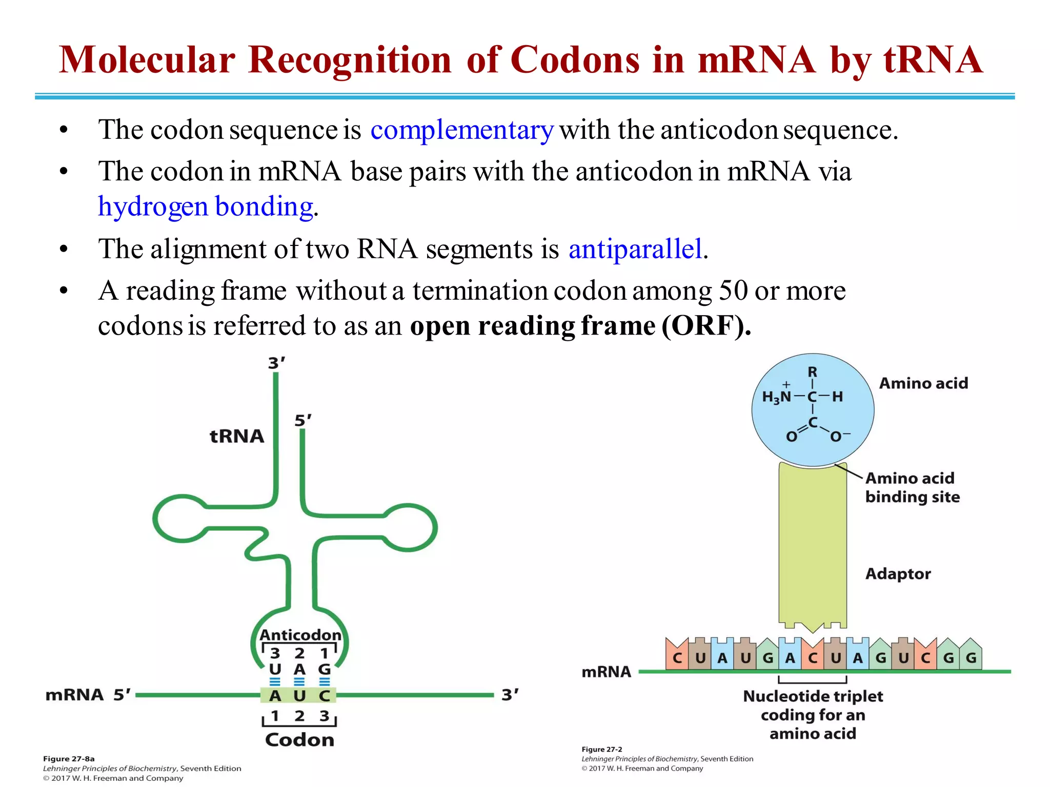Molecular Recognition of Codons in mRNA by tRNA
• The codon sequenceis complementarywith the anticodonsequence.
• The codon in mRNA base pairs with the anticodon in mRNA via
hydrogen bonding.
• The alignment of two RNA segments is antiparallel.
• A reading frame without a termination codon among 50 or more
codonsis referred to as an open reading frame (ORF).
 