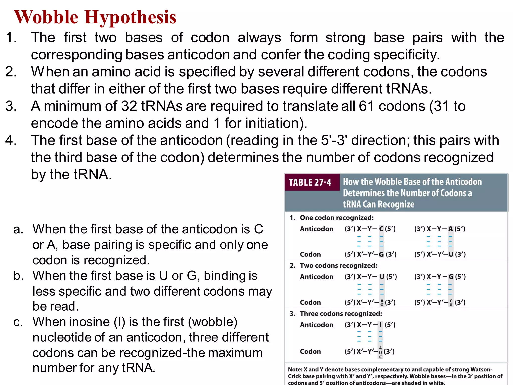 a. When the first base of the anticodon is C
or A, base pairing is specific and only one
codon is recognized.
b. When the first base is U or G, binding is
less specific and two different codons may
be read.
c. When inosine (I) is the first (wobble)
nucleotide of an anticodon, three different
codons can be recognized-the maximum
number for any tRNA.
Wobble Hypothesis
1. The first two bases of codon always form strong base pairs with the
corresponding bases anticodon and confer the coding specificity.
2. When an amino acid is specifled by several different codons, the codons
that differ in either of the first two bases require different tRNAs.
3. A minimum of 32 tRNAs are required to translate all 61 codons (31 to
encode the amino acids and 1 for initiation).
4. The first base of the anticodon (reading in the 5'-3' direction; this pairs with
the third base of the codon) determines the number of codons recognized
by the tRNA.
12
 