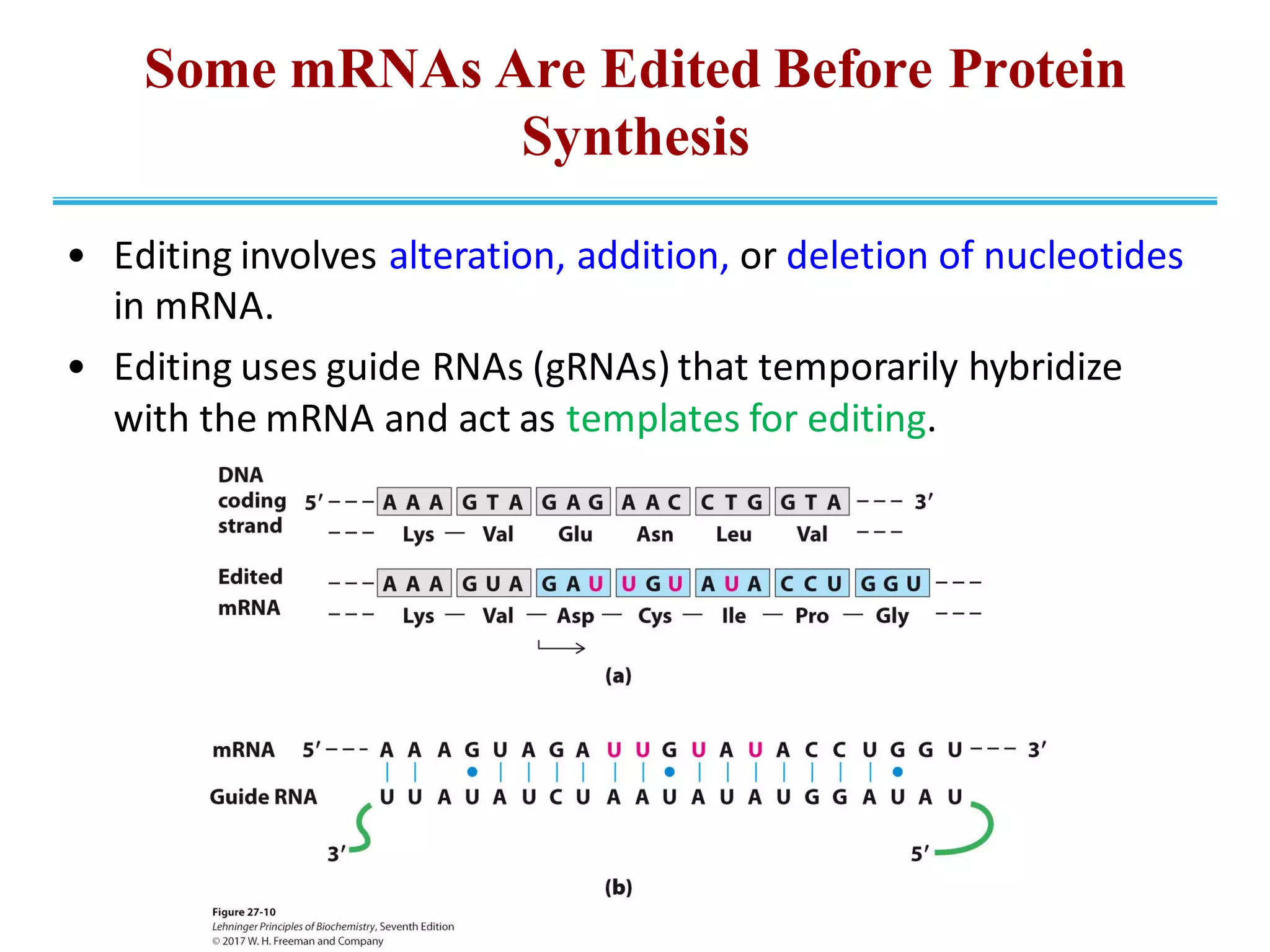 Some mRNAs Are Edited Before Protein
Synthesis
• Editing involves alteration, addition, or deletion of nucleotides
in mRNA.
• Editing uses guide RNAs (gRNAs) that temporarily hybridize
with the mRNA and act as templates for editing.
 