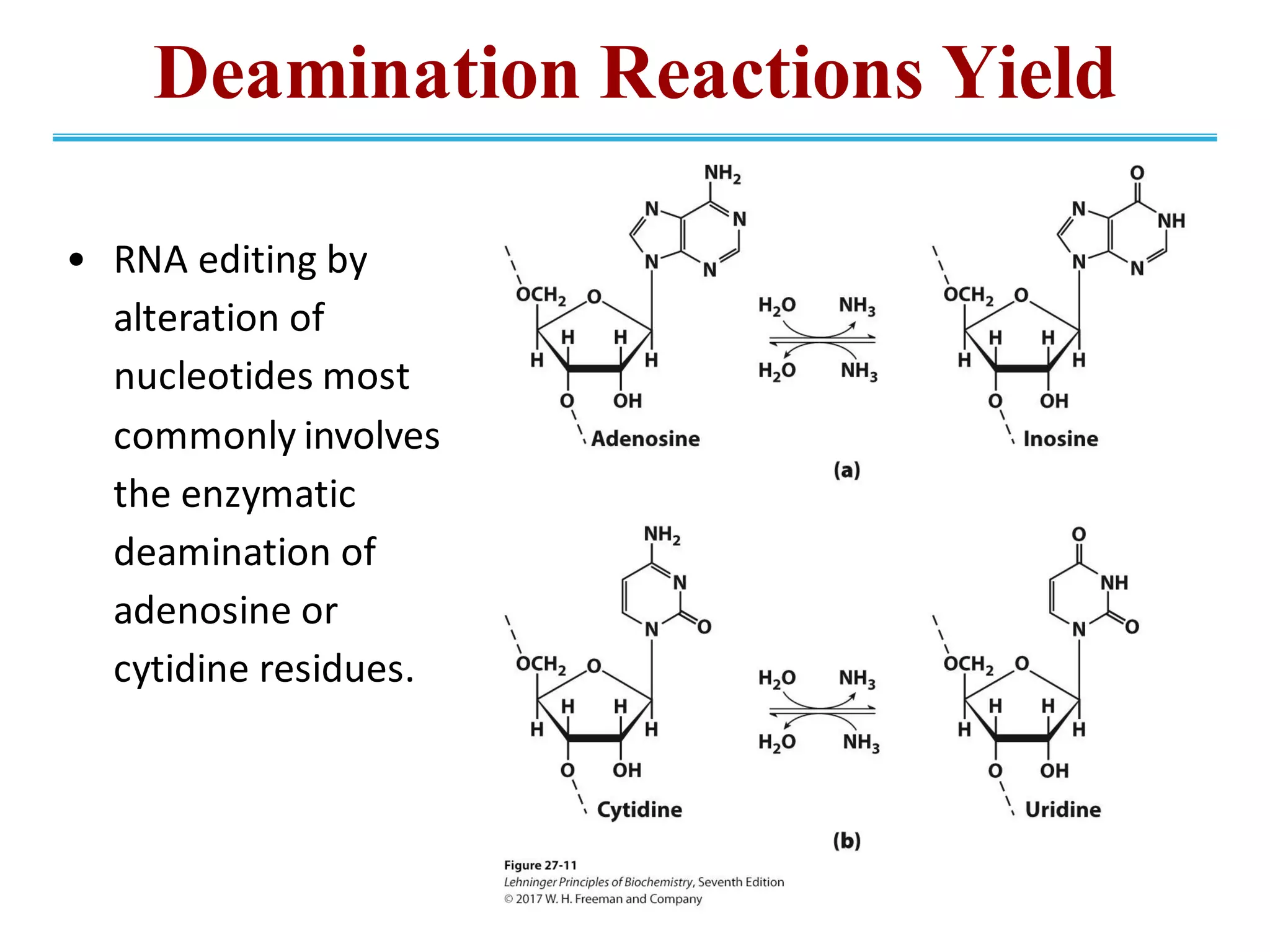 Deamination Reactions Yield
• RNA editing by
alteration of
nucleotides most
commonly involves
the enzymatic
deamination of
adenosine or
cytidine residues.
 
