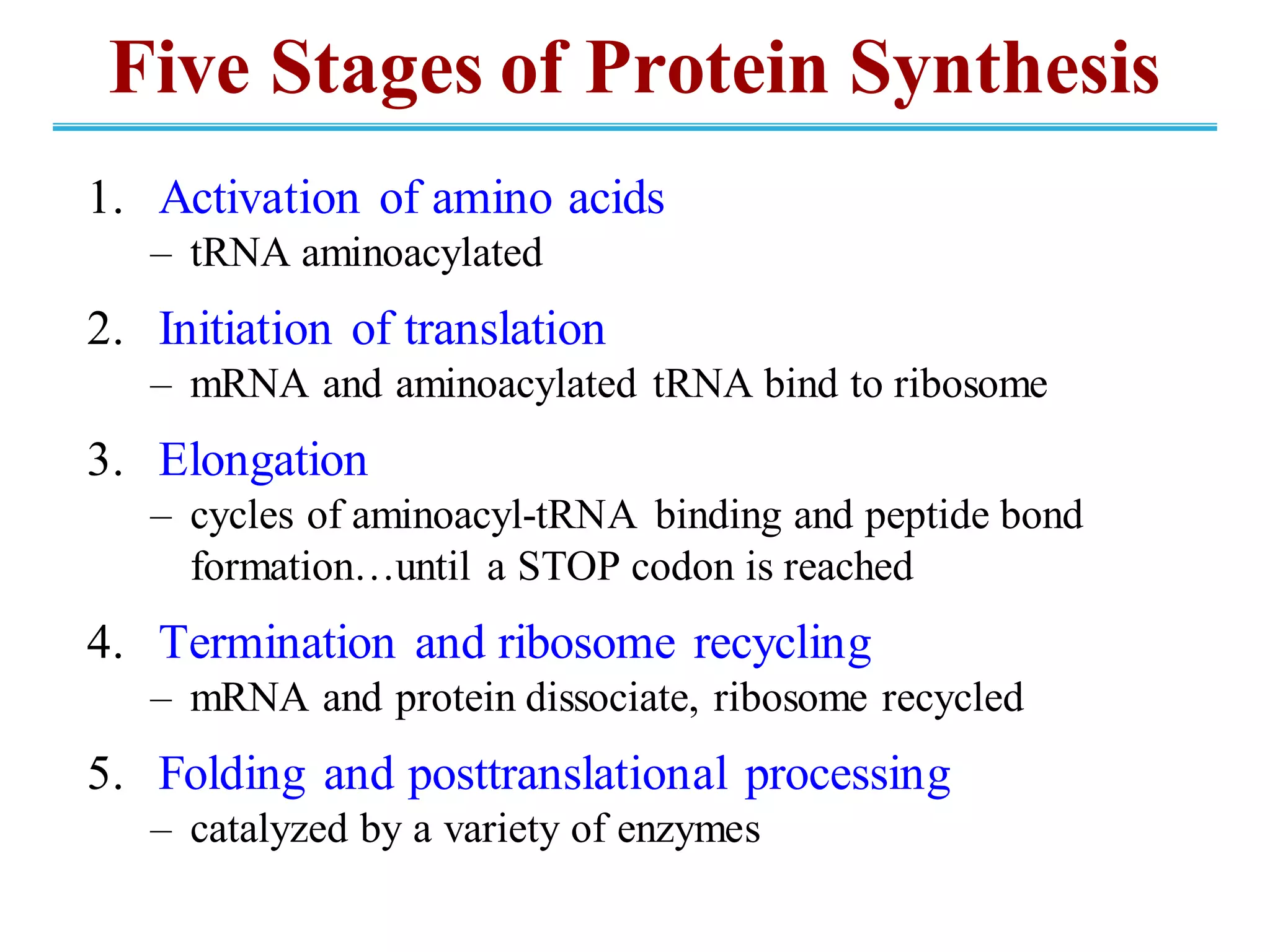 Five Stages of Protein Synthesis
1. Activation of amino acids
– tRNA aminoacylated
2. Initiation of translation
– mRNA and aminoacylated tRNA bind to ribosome
3. Elongation
– cycles of aminoacyl-tRNA binding and peptide bond
formation…until a STOP codon is reached
4. Termination and ribosome recycling
– mRNA and protein dissociate, ribosome recycled
5. Folding and posttranslational processing
– catalyzed by a variety of enzymes
 