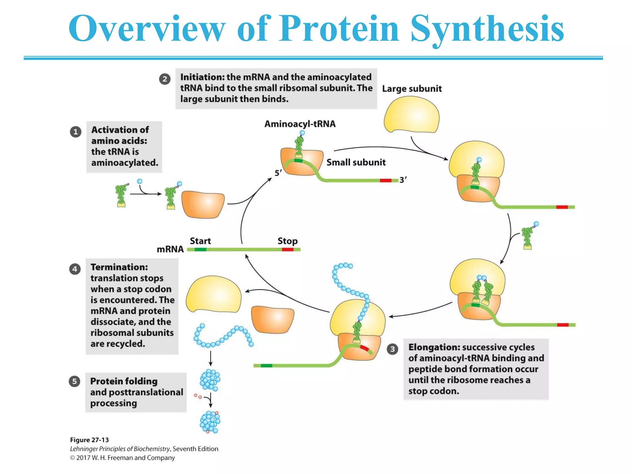 Overview of Protein Synthesis
 