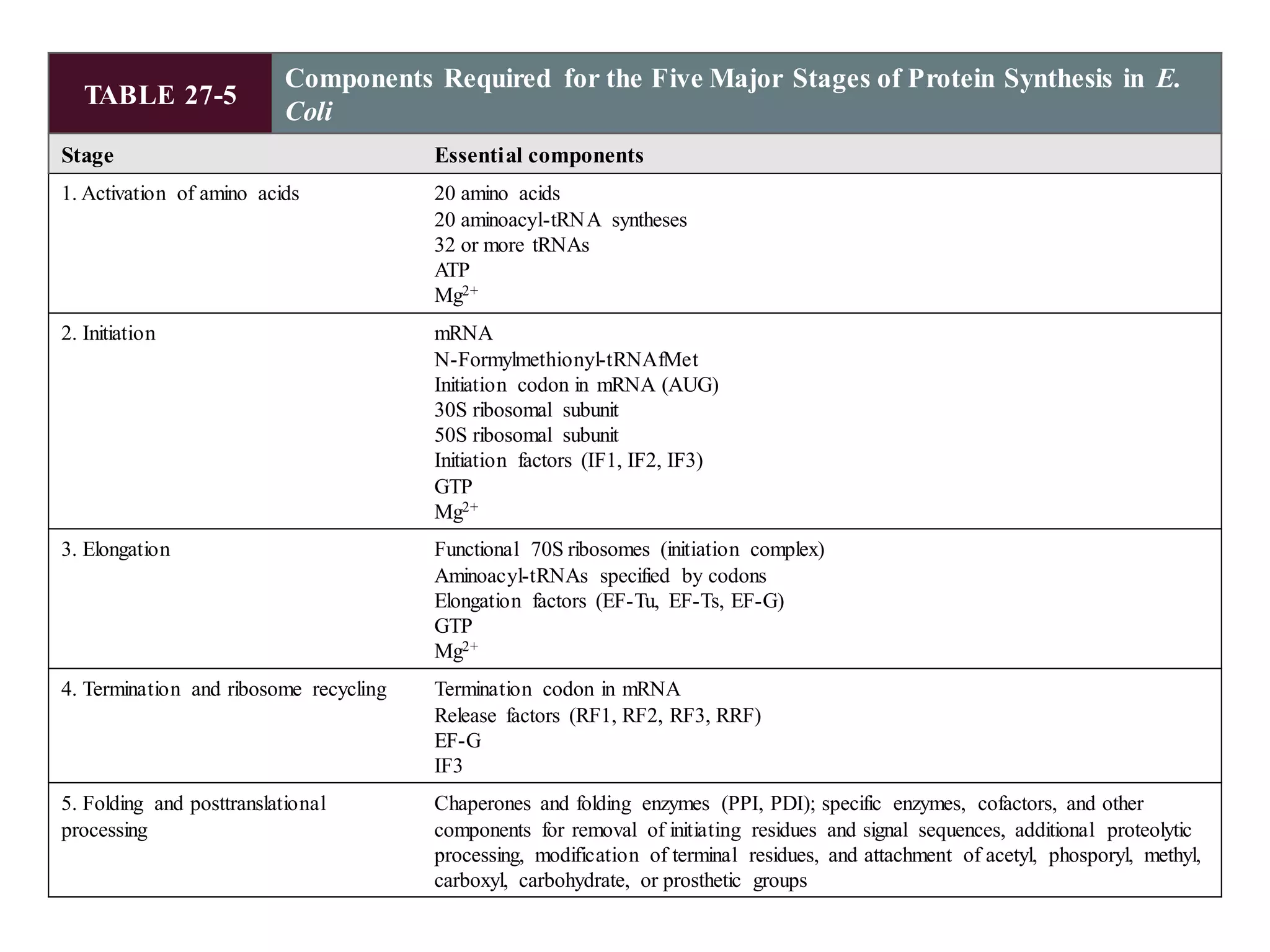 TABLE 27-5
Components Required for the Five Major Stages of Protein Synthesis in E.
Coli
Stage Essential components
1. Activation of amino acids 20 amino acids
20 aminoacyl-tRNA syntheses
32 or more tRNAs
ATP
Mg2+
2. Initiation mRNA
N-Formylmethionyl-tRNAfMet
Initiation codon in mRNA (AUG)
30S ribosomal subunit
50S ribosomal subunit
Initiation factors (IF1, IF2, IF3)
GTP
Mg2+
3. Elongation Functional 70S ribosomes (initiation complex)
Aminoacyl-tRNAs specified by codons
Elongation factors (EF-Tu, EF-Ts, EF-G)
GTP
Mg2+
4. Termination and ribosome recycling Termination codon in mRNA
Release factors (RF1, RF2, RF3, RRF)
EF-G
IF3
5. Folding and posttranslational
processing
Chaperones and folding enzymes (PPI, PDI); specific enzymes, cofactors, and other
components for removal of initiating residues and signal sequences, additional proteolytic
processing, modification of terminal residues, and attachment of acetyl, phosporyl, methyl,
carboxyl, carbohydrate, or prosthetic groups
 