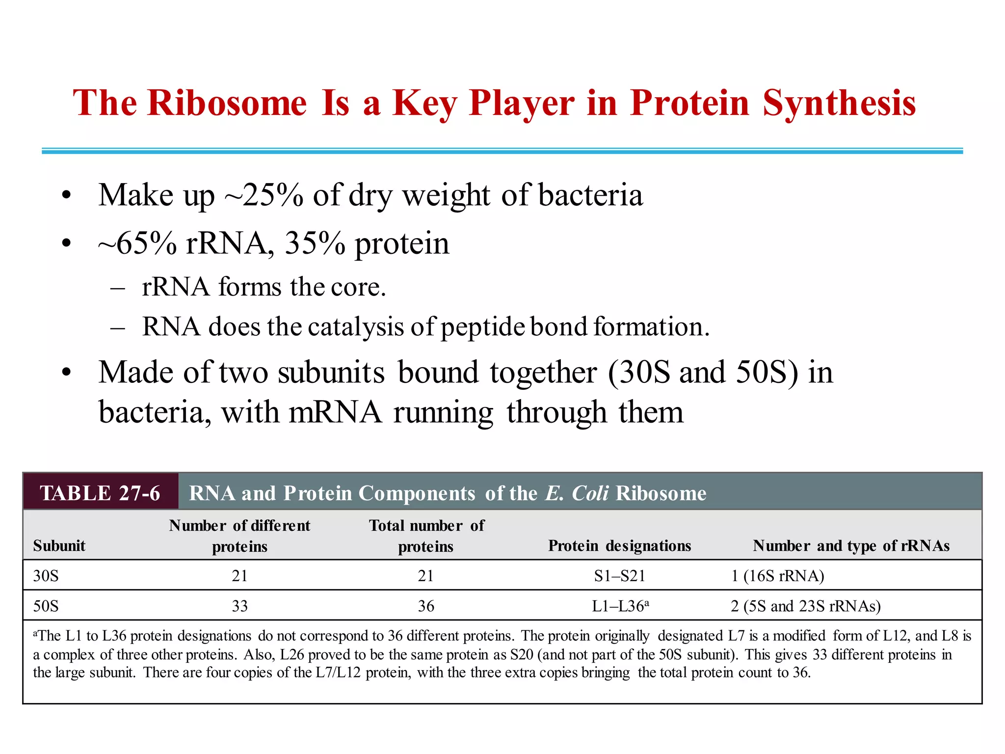 The Ribosome Is a Key Player in Protein Synthesis
• Make up ~25% of dry weight of bacteria
• ~65% rRNA, 35% protein
– rRNA forms the core.
– RNA does the catalysis of peptidebond formation.
• Made of two subunits bound together (30S and 50S) in
bacteria, with mRNA running through them
TABLE 27-6 RNA and Protein Components of the E. Coli Ribosome
Subunit
Number of different
proteins
Total number of
proteins Protein designations Number and type of rRNAs
30S 21 21 S1–S21 1 (16S rRNA)
50S 33 36 L1–L36a 2 (5S and 23S rRNAs)
aThe L1 to L36 protein designations do not correspond to 36 different proteins. The protein originally designated L7 is a modified form of L12, and L8 is
a complex of three other proteins. Also, L26 proved to be the same protein as S20 (and not part of the 50S subunit). This gives 33 different proteins in
the large subunit. There are four copies of the L7/L12 protein, with the three extra copies bringing the total protein count to 36.
 