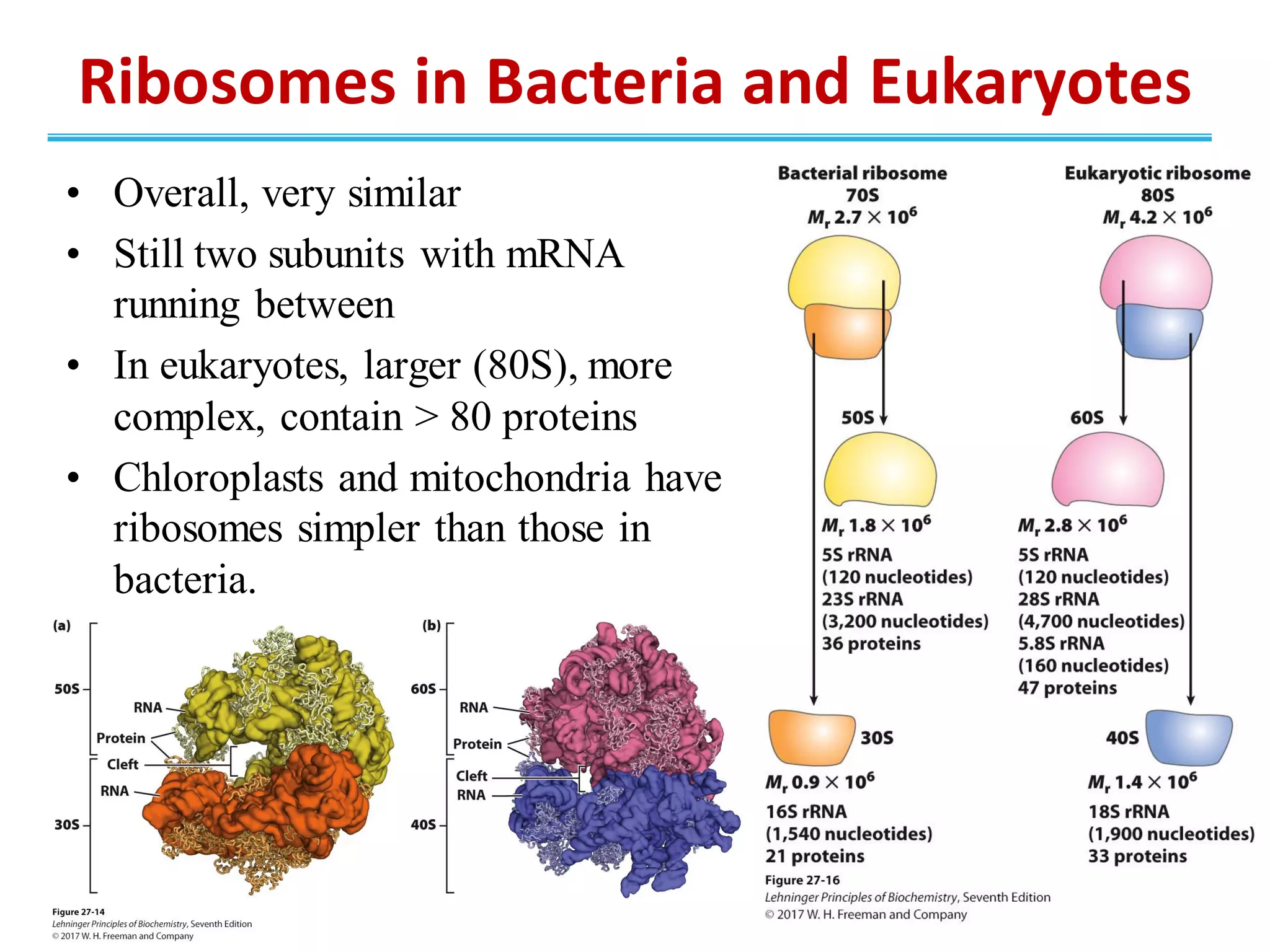 • Overall, very similar
• Still two subunits with mRNA
running between
• In eukaryotes, larger (80S), more
complex, contain > 80 proteins
• Chloroplasts and mitochondria have
ribosomes simpler than those in
bacteria.
Ribosomes in Bacteria and Eukaryotes
 