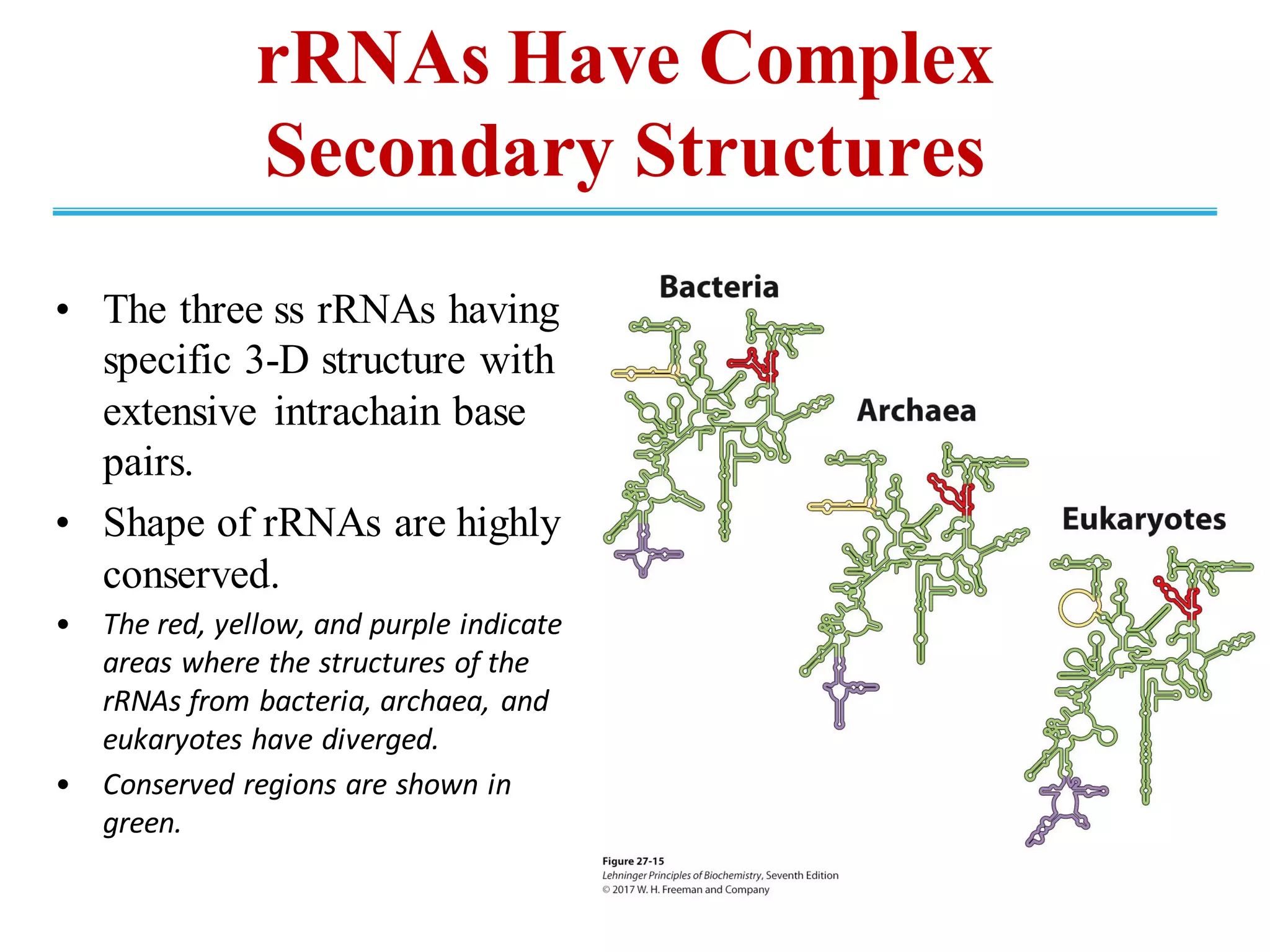 rRNAs Have Complex
Secondary Structures
• The three ss rRNAs having
specific 3-D structure with
extensive intrachain base
pairs.
• Shape of rRNAs are highly
conserved.
• The red, yellow, and purple indicate
areas where the structures of the
rRNAs from bacteria, archaea, and
eukaryotes have diverged.
• Conserved regions are shown in
green.
 