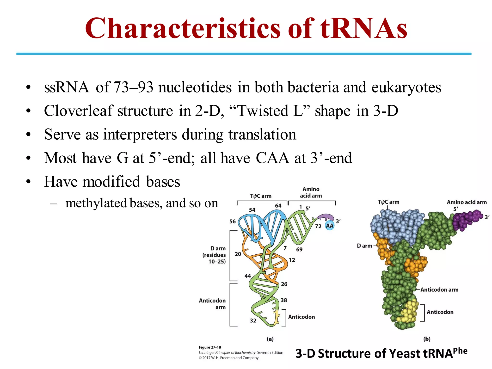 Characteristics of tRNAs
• ssRNA of 73–93 nucleotides in both bacteria and eukaryotes
• Cloverleaf structure in 2-D, “Twisted L” shape in 3-D
• Serve as interpreters during translation
• Most have G at 5’-end; all have CAA at 3’-end
• Have modified bases
– methylated bases, and so on
3-D Structure of Yeast tRNAPhe
 
