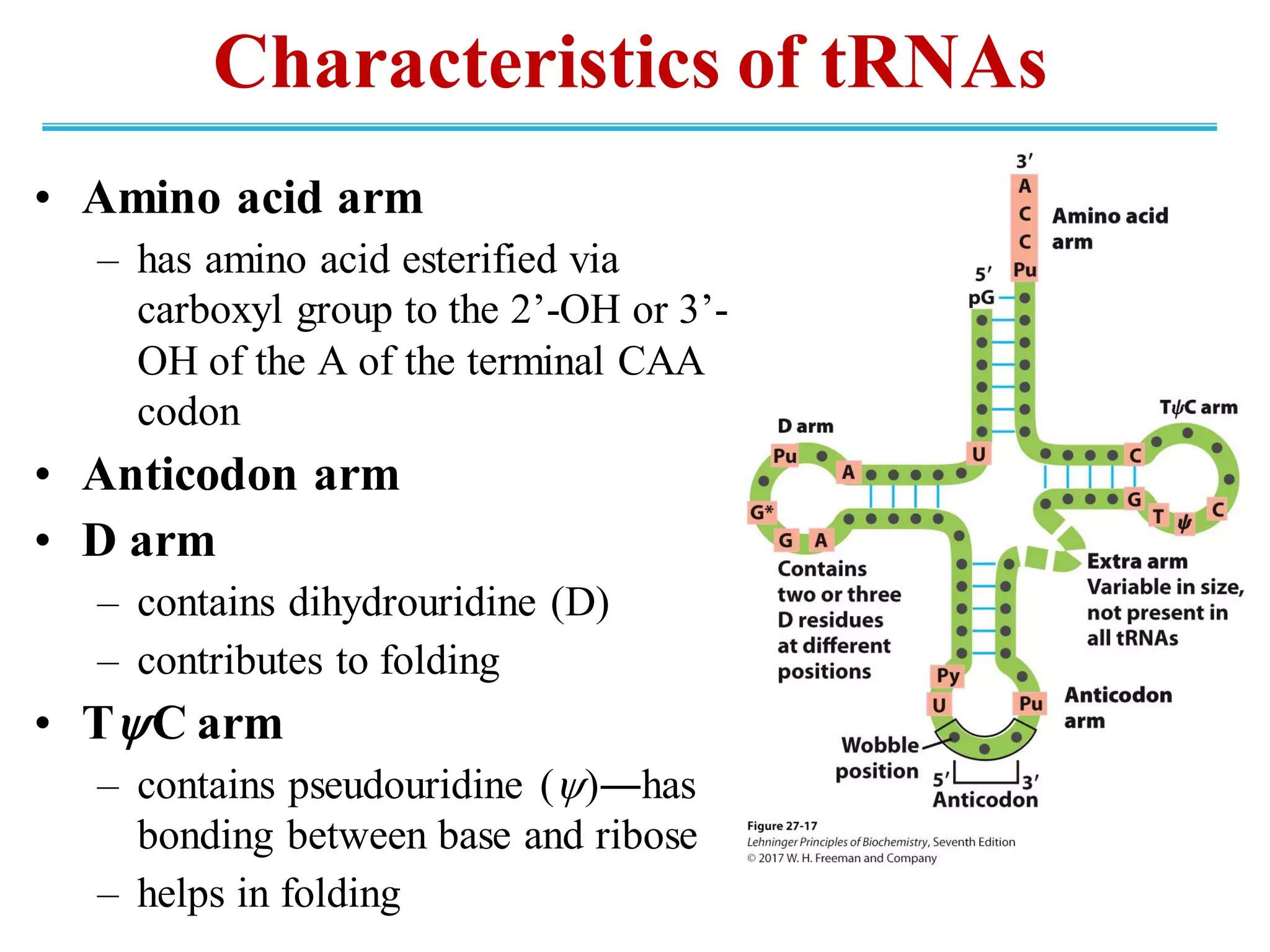 • Amino acid arm
– has amino acid esterified via
carboxyl group to the 2’-OH or 3’-
OH of the A of the terminal CAA
codon
• Anticodon arm
• D arm
– contains dihydrouridine (D)
– contributes to folding
• TC arm
– contains pseudouridine ()―has
bonding between base and ribose
– helps in folding
Characteristics of tRNAs
 