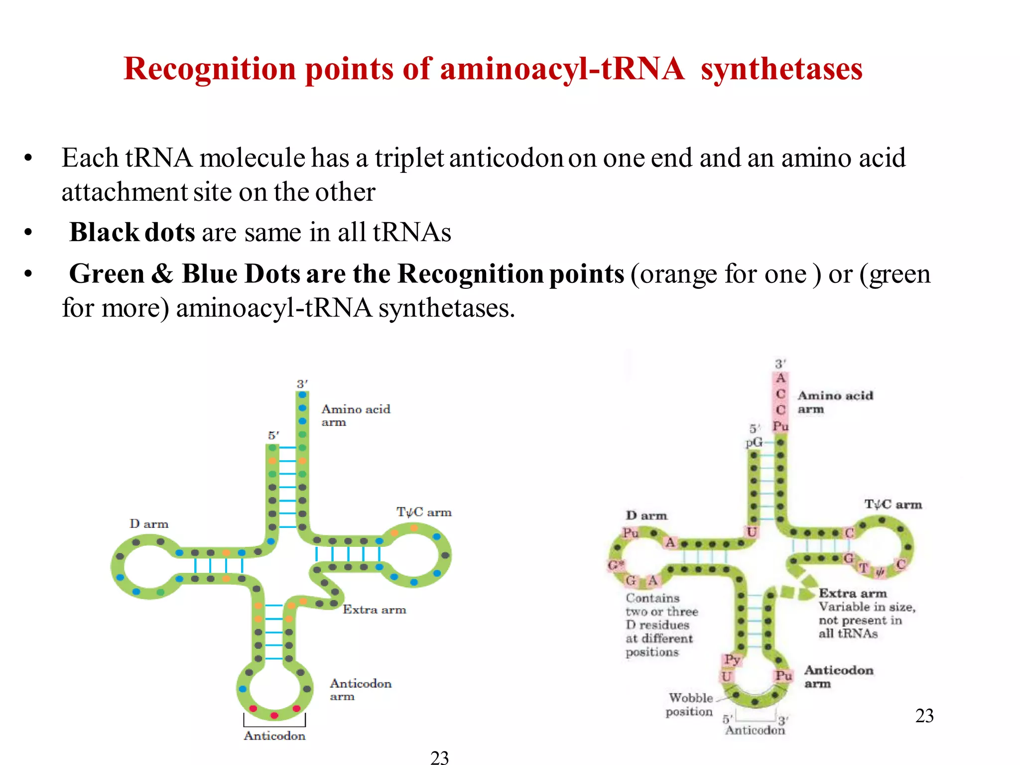 • Each tRNA molecule has a triplet anticodonon one end and an amino acid
attachment site on the other
• Blackdots are same in all tRNAs
• Green & Blue Dots are the Recognitionpoints (orange for one ) or (green
for more) aminoacyl-tRNA synthetases.
23
Recognition points of aminoacyl-tRNA synthetases
23
 