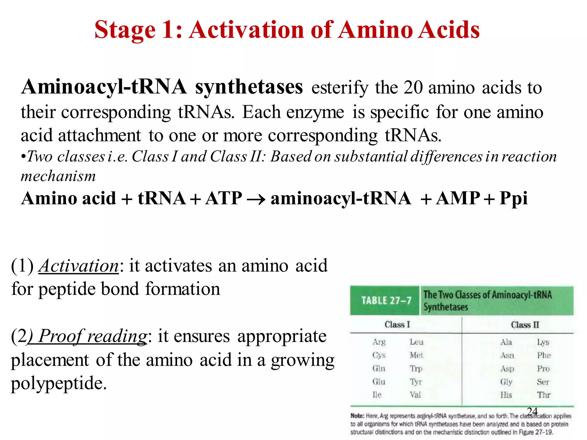 Aminoacyl-tRNA synthetases esterify the 20 amino acids to
their corresponding tRNAs. Each enzyme is specific for one amino
acid attachment to one or more corresponding tRNAs.
•Two classesi.e. Class I and Class II: Based on substantial differencesin reaction
mechanism
Amino acid + tRNA + ATP → aminoacyl-tRNA + AMP + Ppi
Stage 1: Activation of Amino Acids
(1) Activation: it activates an amino acid
for peptide bond formation
(2) Proof reading: it ensures appropriate
placement of the amino acid in a growing
polypeptide.
24
 