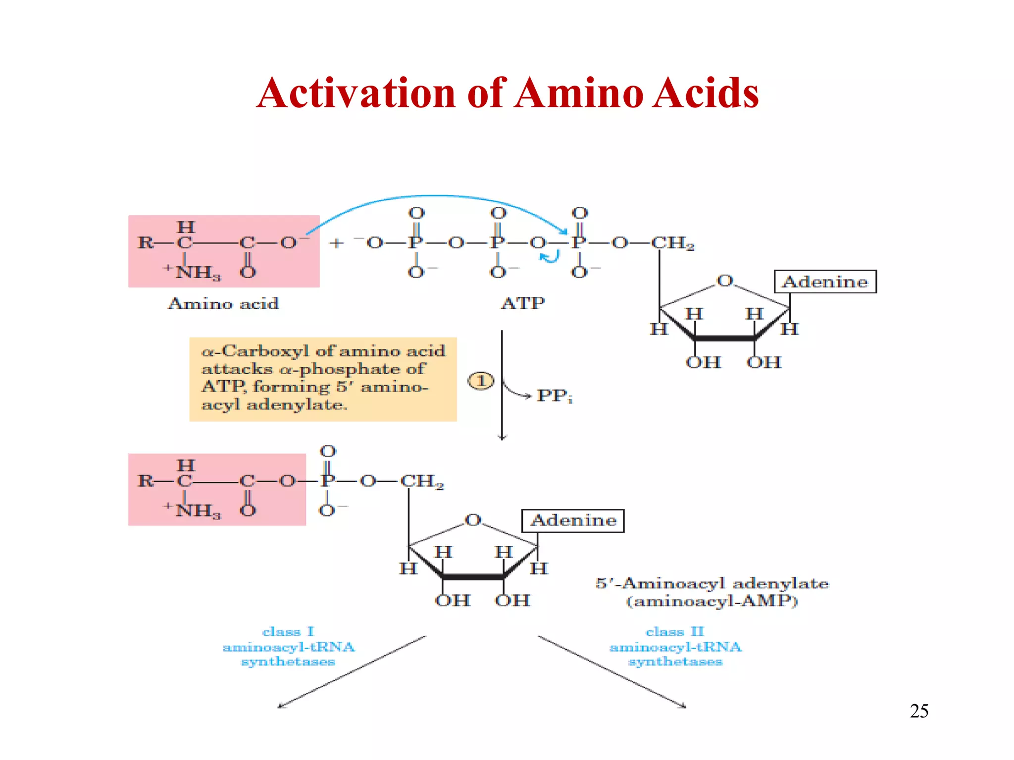 Activation of Amino Acids
25
 