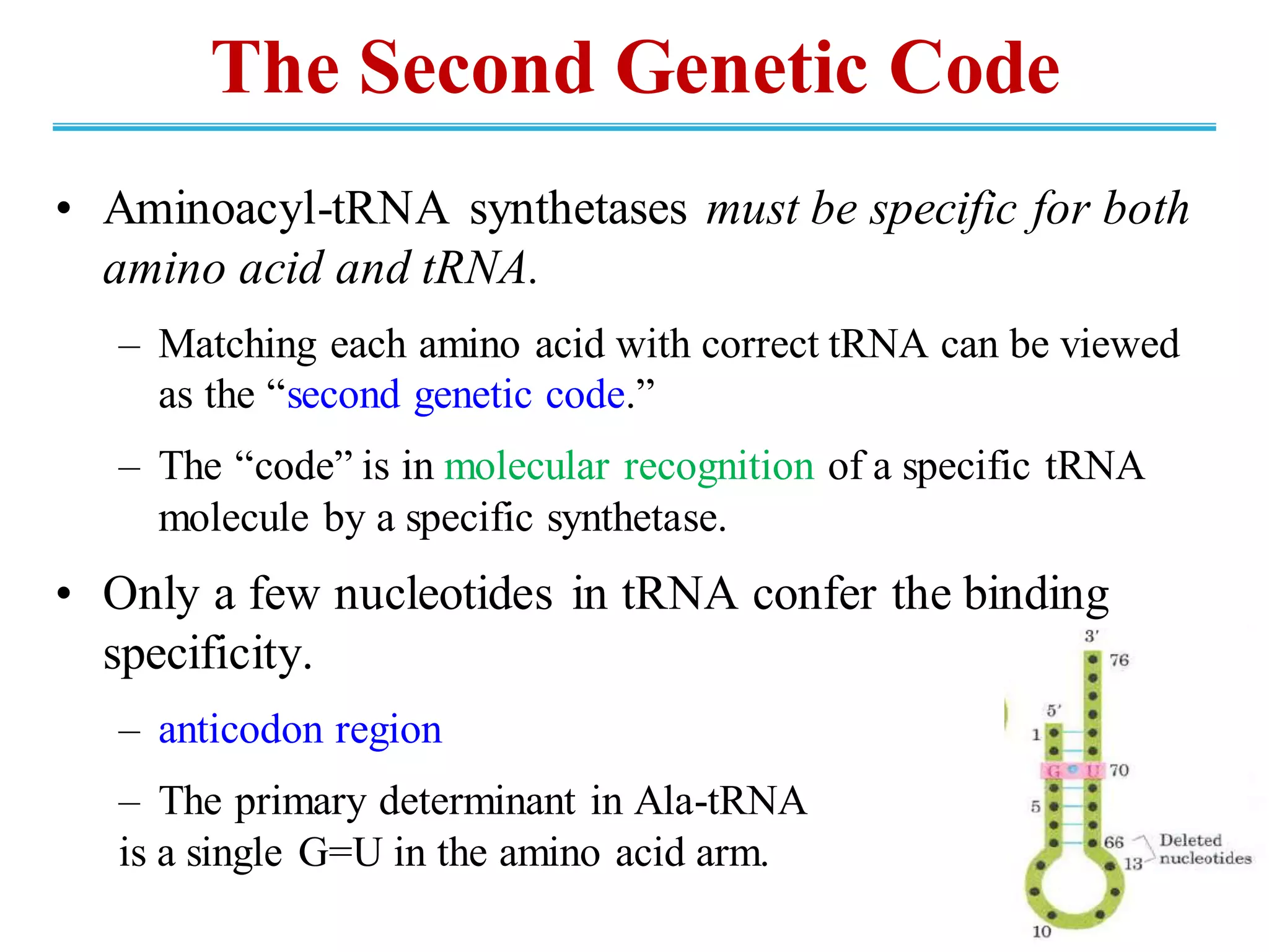 The Second Genetic Code
• Aminoacyl-tRNA synthetases must be specific for both
amino acid and tRNA.
– Matching each amino acid with correct tRNA can be viewed
as the “second genetic code.”
– The “code” is in molecular recognition of a specific tRNA
molecule by a specific synthetase.
• Only a few nucleotides in tRNA confer the binding
specificity.
– anticodon region
– The primary determinant in Ala-tRNA
is a single G=U in the amino acid arm.
 