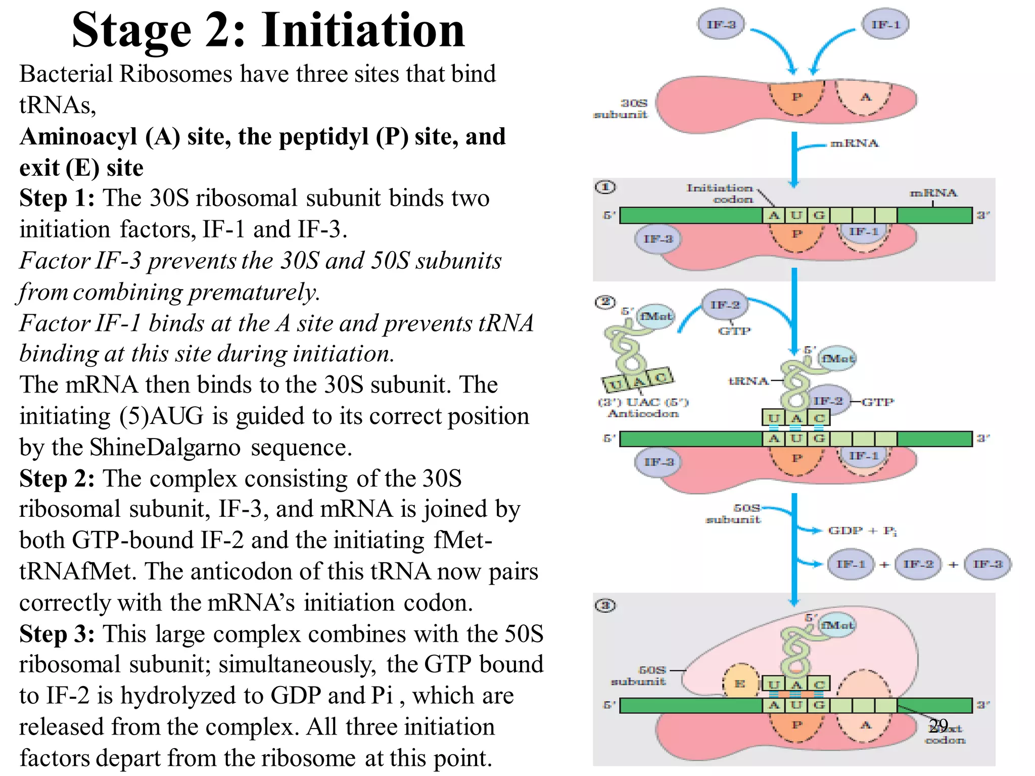 Stage 2: Initiation
Bacterial Ribosomes have three sites that bind
tRNAs,
Aminoacyl (A) site, the peptidyl (P) site, and
exit (E) site
Step 1: The 30S ribosomal subunit binds two
initiation factors, IF-1 and IF-3.
Factor IF-3 prevents the 30S and 50S subunits
from combining prematurely.
Factor IF-1 binds at the A site and prevents tRNA
binding at this site during initiation.
The mRNA then binds to the 30S subunit. The
initiating (5)AUG is guided to its correct position
by the ShineDalgarno sequence.
Step 2: The complex consisting of the 30S
ribosomal subunit, IF-3, and mRNA is joined by
both GTP-bound IF-2 and the initiating fMet-
tRNAfMet. The anticodon of this tRNA now pairs
correctly with the mRNA’s initiation codon.
Step 3: This large complex combines with the 50S
ribosomal subunit; simultaneously, the GTP bound
to IF-2 is hydrolyzed to GDP and Pi , which are
released from the complex. All three initiation
factors depart from the ribosome at this point.
29
 
