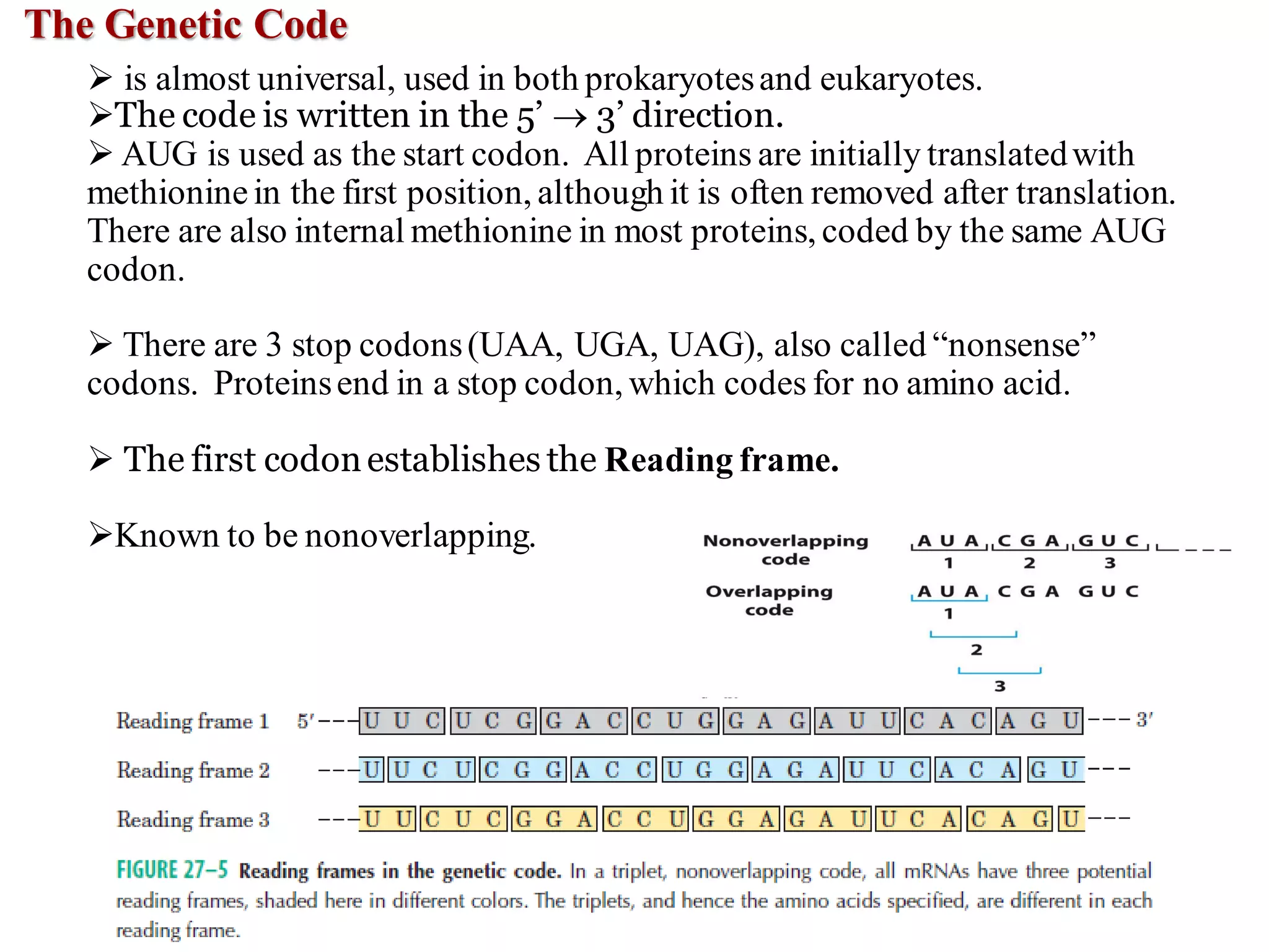 The Genetic Code
➢ is almost universal, used in both prokaryotesand eukaryotes.
➢The code is written in the 5’ → 3’ direction.
➢ AUG is used as the start codon. All proteins are initially translatedwith
methioninein the first position, although it is often removed after translation.
There are also internal methionine in most proteins, coded by the same AUG
codon.
➢ There are 3 stop codons(UAA, UGA, UAG), also called “nonsense”
codons. Proteinsend in a stop codon, which codes for no amino acid.
➢ The first codonestablishes the Reading frame.
➢Known to be nonoverlapping.
 