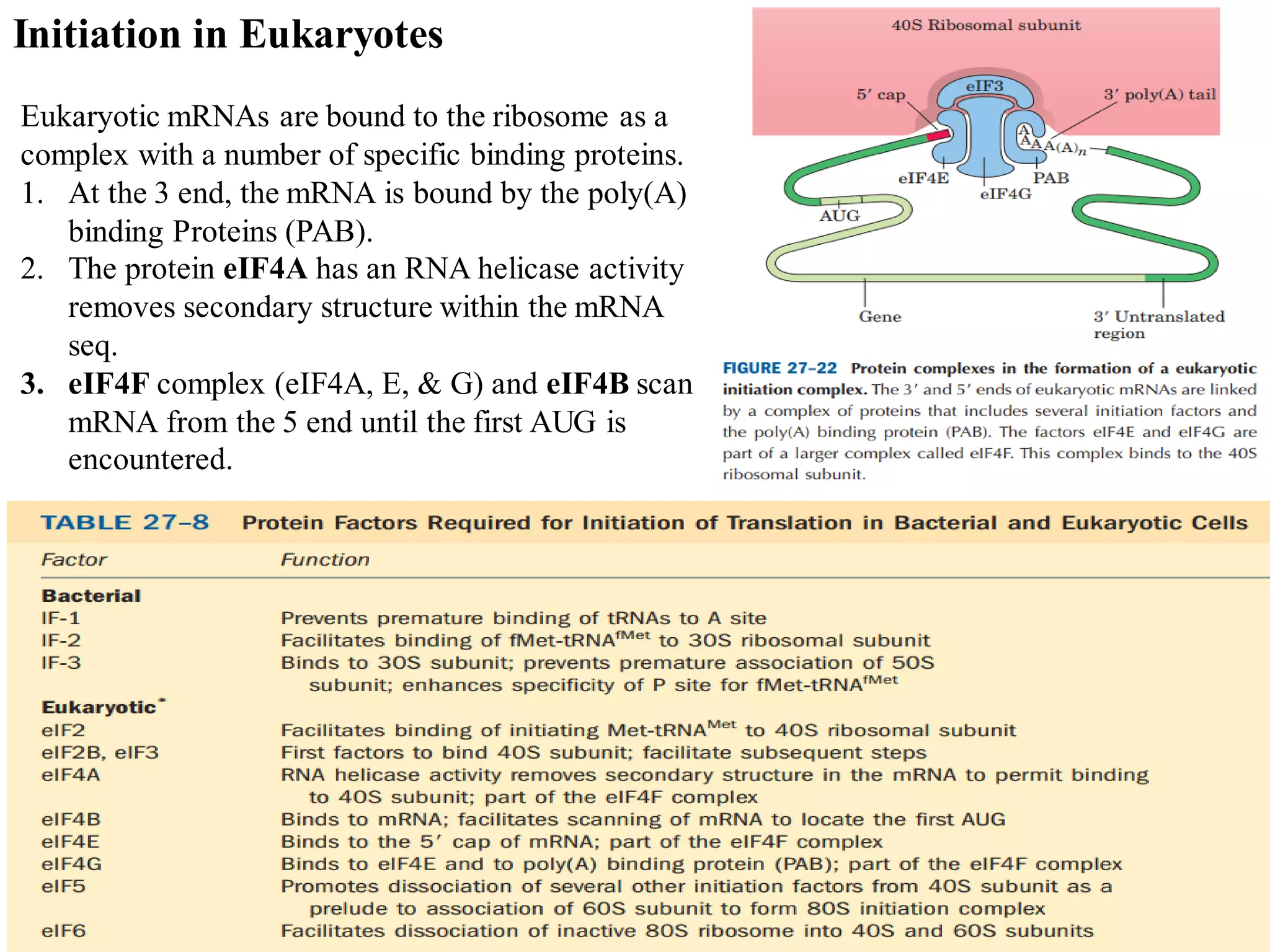 30
Eukaryotic mRNAs are bound to the ribosome as a
complex with a number of specific binding proteins.
1. At the 3 end, the mRNA is bound by the poly(A)
binding Proteins (PAB).
2. The protein eIF4A has an RNA helicase activity
removes secondary structure within the mRNA
seq.
3. eIF4F complex (eIF4A, E, & G) and eIF4B scan
mRNA from the 5 end until the first AUG is
encountered.
Initiation in Eukaryotes
 