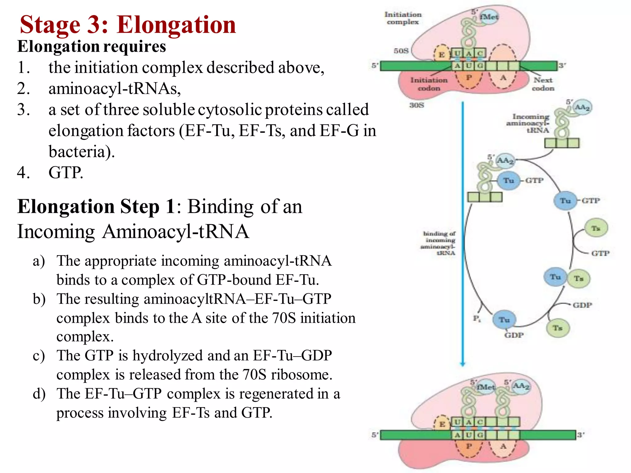 Stage 3: Elongation
Elongationrequires
1. the initiation complex described above,
2. aminoacyl-tRNAs,
3. a set of three solublecytosolicproteins called
elongation factors (EF-Tu, EF-Ts, and EF-G in
bacteria).
4. GTP.
Elongation Step 1: Binding of an
Incoming Aminoacyl-tRNA
a) The appropriate incoming aminoacyl-tRNA
binds to a complex of GTP-bound EF-Tu.
b) The resulting aminoacyltRNA–EF-Tu–GTP
complex binds to the A site of the 70S initiation
complex.
c) The GTP is hydrolyzed and an EF-Tu–GDP
complex is released from the 70S ribosome.
d) The EF-Tu–GTP complex is regenerated in a
process involving EF-Ts and GTP.
 