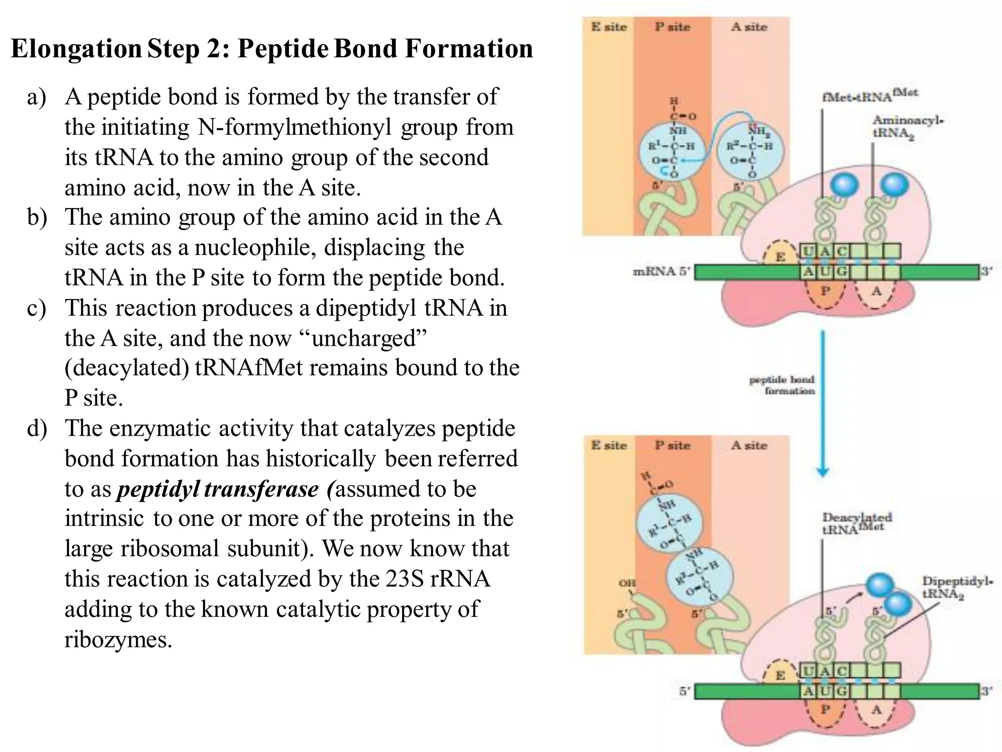 ElongationStep 2: PeptideBond Formation
a) A peptide bond is formed by the transfer of
the initiating N-formylmethionyl group from
its tRNA to the amino group of the second
amino acid, now in the A site.
b) The amino group of the amino acid in the A
site acts as a nucleophile, displacing the
tRNA in the P site to form the peptide bond.
c) This reaction produces a dipeptidyl tRNA in
the A site, and the now “uncharged”
(deacylated) tRNAfMet remains bound to the
P site.
d) The enzymatic activity that catalyzes peptide
bond formation has historically been referred
to as peptidyl transferase (assumed to be
intrinsic to one or more of the proteins in the
large ribosomal subunit). We now know that
this reaction is catalyzed by the 23S rRNA
adding to the known catalytic property of
ribozymes.
 