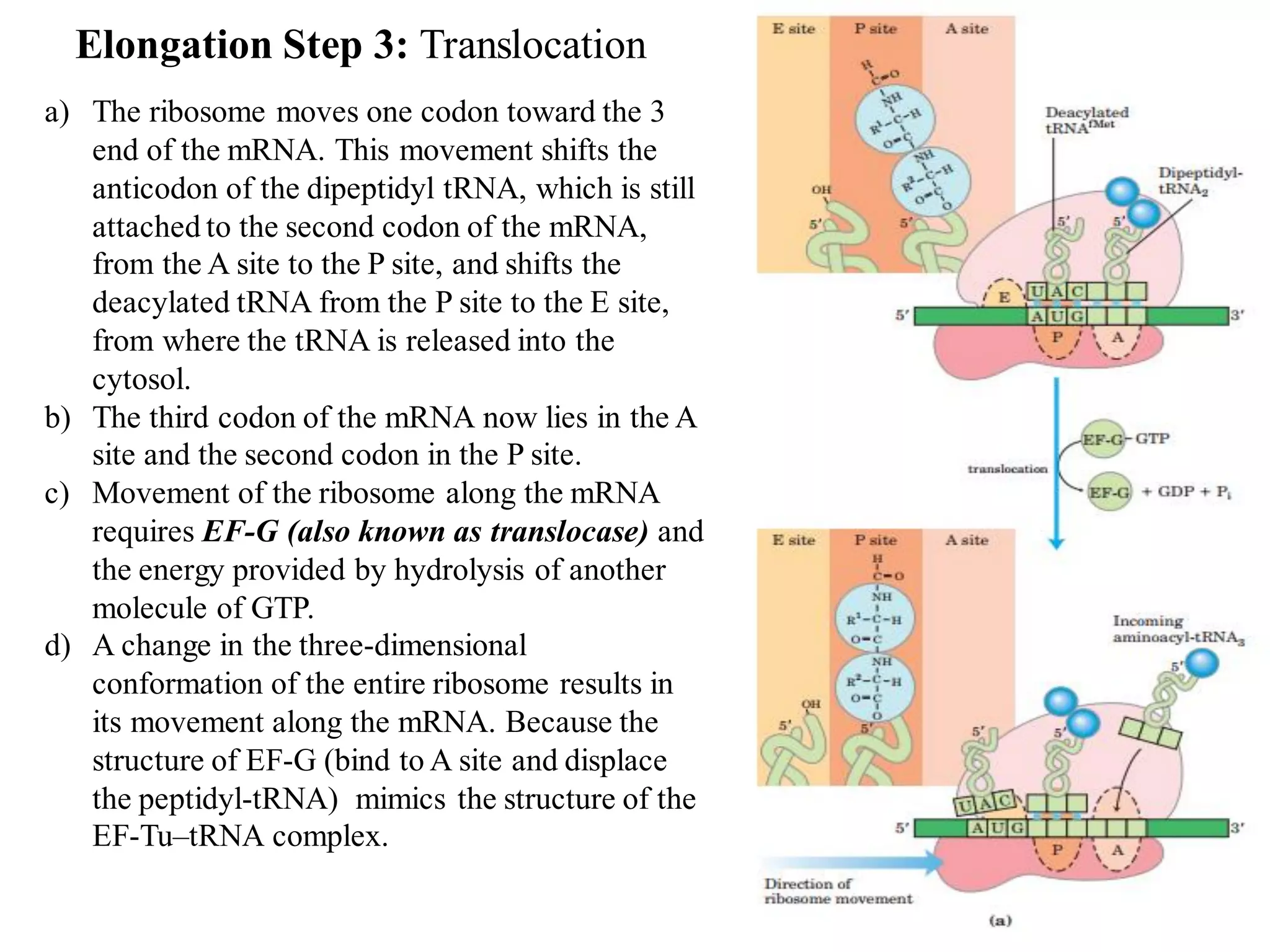 Elongation Step 3: Translocation
a) The ribosome moves one codon toward the 3
end of the mRNA. This movement shifts the
anticodon of the dipeptidyl tRNA, which is still
attached to the second codon of the mRNA,
from the A site to the P site, and shifts the
deacylated tRNA from the P site to the E site,
from where the tRNA is released into the
cytosol.
b) The third codon of the mRNA now lies in the A
site and the second codon in the P site.
c) Movement of the ribosome along the mRNA
requires EF-G (also known as translocase) and
the energy provided by hydrolysis of another
molecule of GTP.
d) A change in the three-dimensional
conformation of the entire ribosome results in
its movement along the mRNA. Because the
structure of EF-G (bind to A site and displace
the peptidyl-tRNA) mimics the structure of the
EF-Tu–tRNA complex.
 