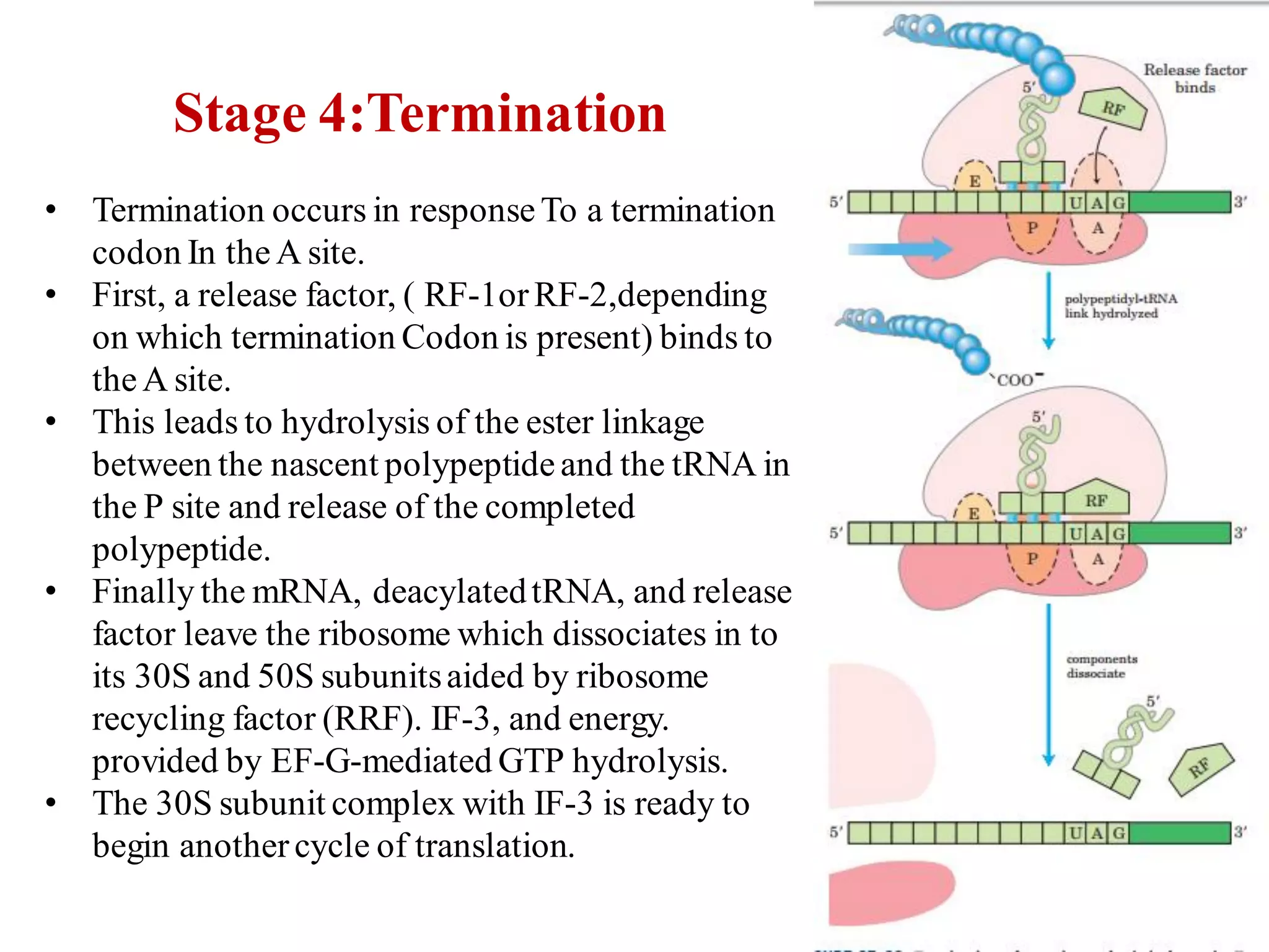 Stage 4:Termination
• Termination occurs in responseTo a termination
codon In theA site.
• First, a release factor, ( RF-1orRF-2,depending
on which termination Codon is present) binds to
theA site.
• This leads to hydrolysis of the ester linkage
between the nascent polypeptideand the tRNA in
the P site and release of the completed
polypeptide.
• Finally the mRNA, deacylatedtRNA, and release
factor leave the ribosome which dissociates in to
its 30S and 50S subunitsaided by ribosome
recycling factor (RRF). IF-3, and energy.
provided by EF-G-mediated GTP hydrolysis.
• The 30S subunit complex with IF-3 is ready to
begin anothercycle of translation.
35
 