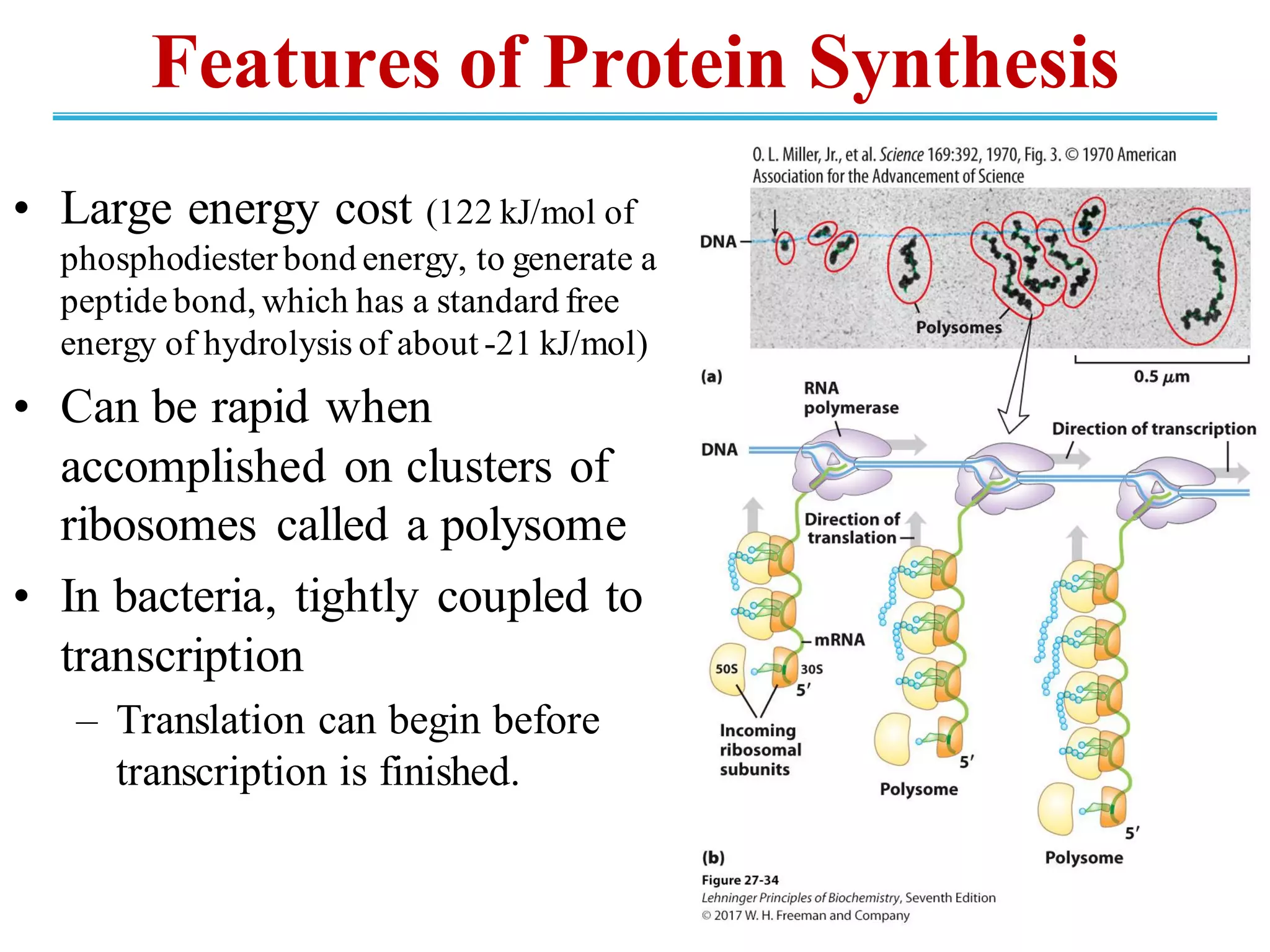 Features of Protein Synthesis
• Large energy cost (122 kJ/mol of
phosphodiesterbond energy, to generate a
peptidebond, which has a standard free
energy of hydrolysis of about -21 kJ/mol)
• Can be rapid when
accomplished on clusters of
ribosomes called a polysome
• In bacteria, tightly coupled to
transcription
– Translation can begin before
transcription is finished.
 