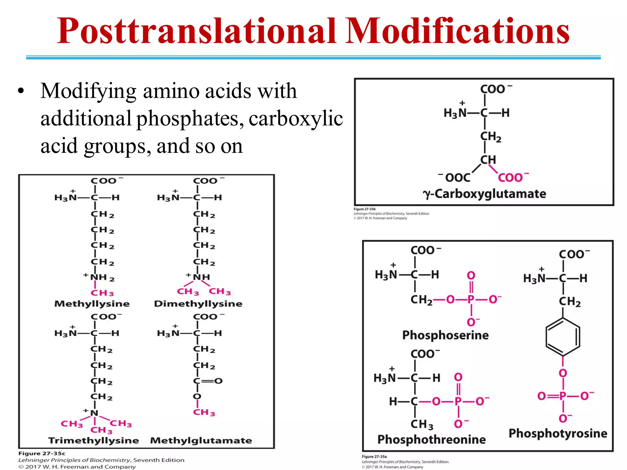 • Modifying amino acids with
additional phosphates, carboxylic
acid groups, and so on
Posttranslational Modifications
 