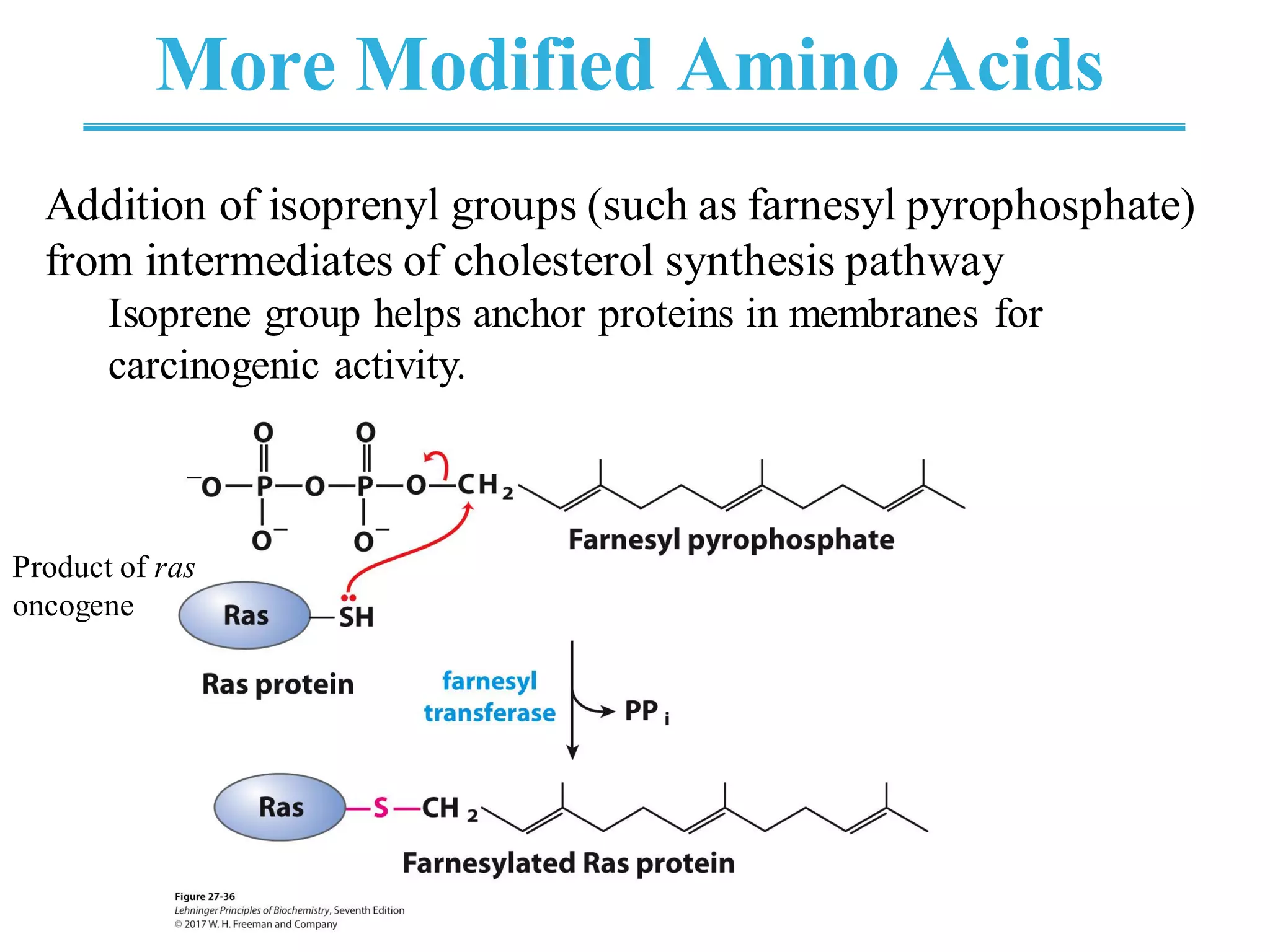 More Modified Amino Acids
Addition of isoprenyl groups (such as farnesyl pyrophosphate)
from intermediates of cholesterol synthesis pathway
Isoprene group helps anchor proteins in membranes for
carcinogenic activity.
Product of ras
oncogene
 