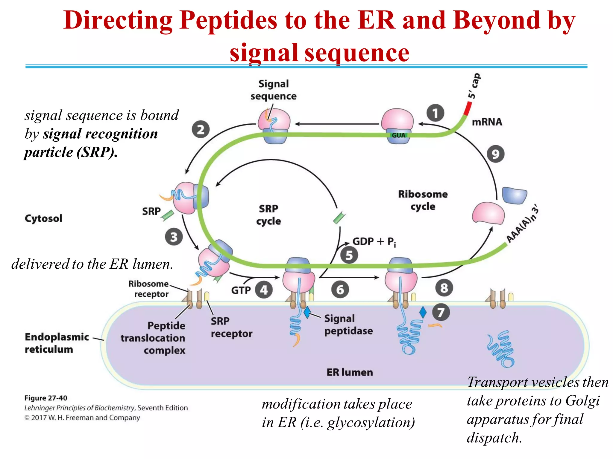 Directing Peptides to the ER and Beyond by
signal sequence
signal sequence is bound
by signal recognition
particle (SRP).
delivered to the ER lumen.
modification takes place
in ER (i.e. glycosylation)
Transport vesicles then
take proteins to Golgi
apparatus for final
dispatch.
 