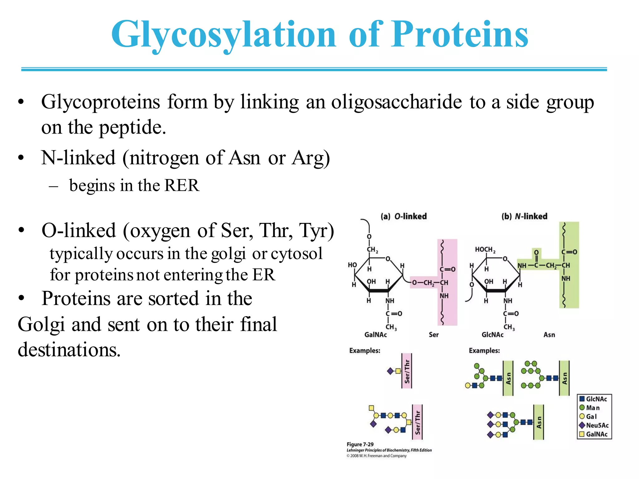 Glycosylation of Proteins
• Glycoproteins form by linking an oligosaccharide to a side group
on the peptide.
• N-linked (nitrogen of Asn or Arg)
– begins in the RER
• O-linked (oxygen of Ser, Thr, Tyr)
typically occurs in the golgi or cytosol
for proteinsnot enteringthe ER
• Proteins are sorted in the
Golgi and sent on to their final
destinations.
 