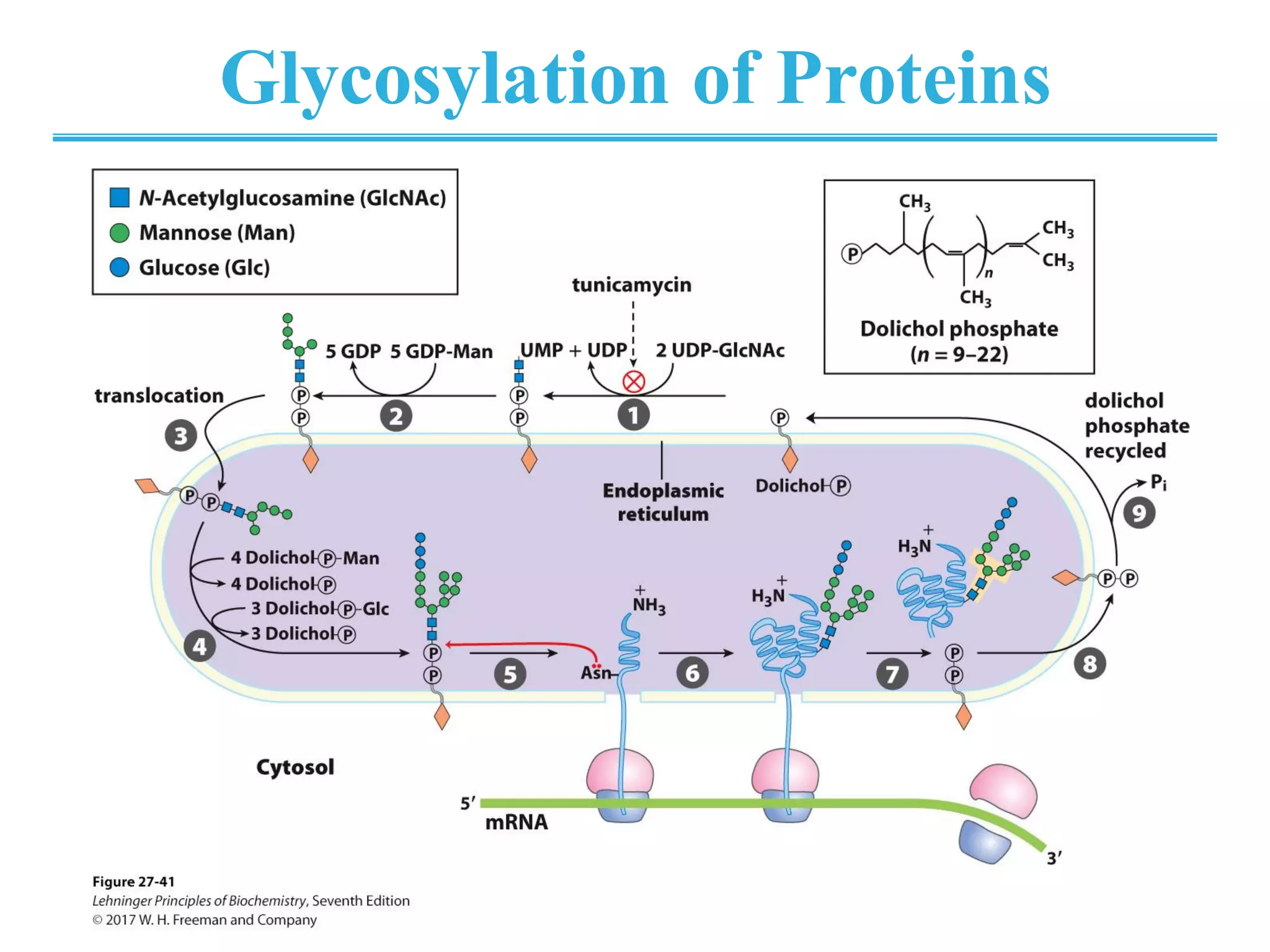 Glycosylation of Proteins
 