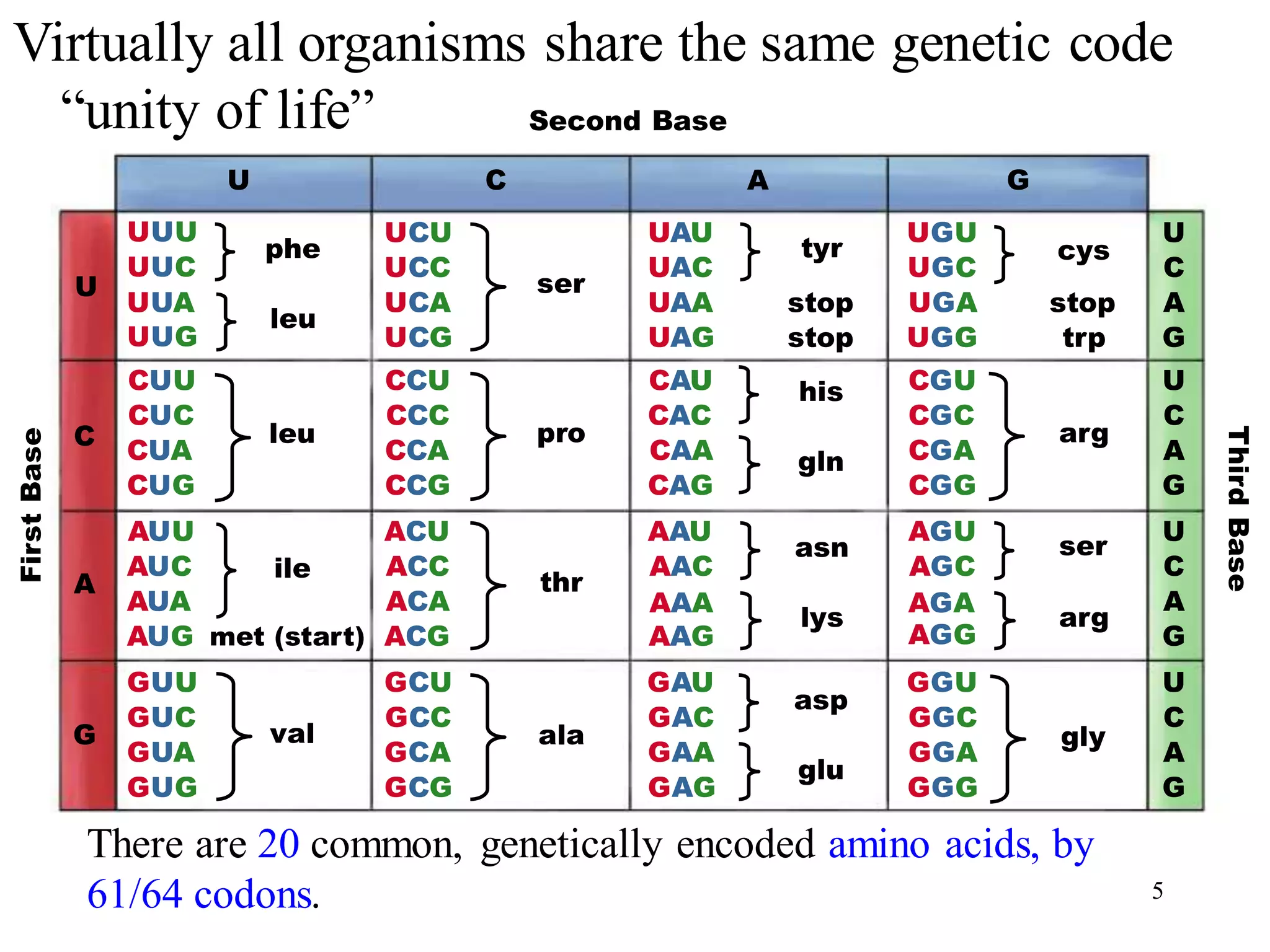 U C A G
U
C
A
G
G
A
C
U
G
A
C
U
G
A
C
U
G
A
C
U
UUU
UUC
UUA
UUG
CUU
CUC
CUA
CUG
AUU
AUC
AUA
AUG
GUU
GUC
GUA
GUG
phe
leu
leu
ile
met (start)
val
UCU
UCC
UCA
UCG
CCU
CCC
CCA
CCG
ACU
ACC
ACA
ACG
GCU
GCC
GCA
GCG
ser
pro
thr
ala
UAU
UAC
UAA
UAG
CAU
CAC
CAA
CAG
AAU
AAC
AAG
AAA
GAU
GAC
GAA
GAG
tyr
stop
stop
his
gln
asn
lys
asp
glu
UGU
UGC
UGA
UGG
CGU
CGC
CGA
CGG
AGU
AGC
AGA
AGG
GGU
GGC
GGA
GGG
cys
stop
trp
arg
ser
arg
gly
First
Base
Third
Base
Second Base
Virtually all organisms share the same genetic code
“unity of life”
5
There are 20 common, genetically encoded amino acids, by
61/64 codons.
 