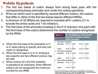 a. When the first base of the anticodon is C
or A, base pairing is specific and only one
codon is recognized.
b. When the first base is U or G, binding is
less specific and two different codons may
be read.
c. When inosine (I) is the first (wobble)
nucleotide of an anticodon, three different
codons can be recognized-the maximum
number for any tRNA.
Wobble Hypothesis
1. The first two bases of codon always form strong base pairs with the
corresponding bases anticodon and confer the coding specificity.
2. When an amino acid is specifled by several different codons, the codons
that differ in either of the first two bases require different tRNAs.
3. A minimum of 32 tRNAs are required to translate all 61 codons (31 to
encode the amino acids and 1 for initiation).
4. The first base of the anticodon (reading in the 5'-3' direction; this pairs with
the third base of the codon) determines the number of codons recognized
by the tRNA.
12
 