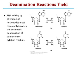 Deamination Reactions Yield
• RNA editing by
alteration of
nucleotides most
commonly involves
the enzymatic
deamination of
adenosine or
cytidine residues.
 