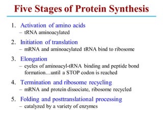 Five Stages of Protein Synthesis
1. Activation of amino acids
– tRNA aminoacylated
2. Initiation of translation
– mRNA and aminoacylated tRNA bind to ribosome
3. Elongation
– cycles of aminoacyl-tRNA binding and peptide bond
formation…until a STOP codon is reached
4. Termination and ribosome recycling
– mRNA and protein dissociate, ribosome recycled
5. Folding and posttranslational processing
– catalyzed by a variety of enzymes
 