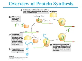 Overview of Protein Synthesis
 