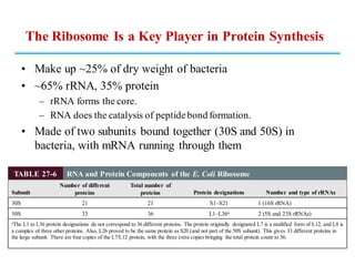 The Ribosome Is a Key Player in Protein Synthesis
• Make up ~25% of dry weight of bacteria
• ~65% rRNA, 35% protein
– rRNA forms the core.
– RNA does the catalysis of peptidebond formation.
• Made of two subunits bound together (30S and 50S) in
bacteria, with mRNA running through them
TABLE 27-6 RNA and Protein Components of the E. Coli Ribosome
Subunit
Number of different
proteins
Total number of
proteins Protein designations Number and type of rRNAs
30S 21 21 S1–S21 1 (16S rRNA)
50S 33 36 L1–L36a 2 (5S and 23S rRNAs)
aThe L1 to L36 protein designations do not correspond to 36 different proteins. The protein originally designated L7 is a modified form of L12, and L8 is
a complex of three other proteins. Also, L26 proved to be the same protein as S20 (and not part of the 50S subunit). This gives 33 different proteins in
the large subunit. There are four copies of the L7/L12 protein, with the three extra copies bringing the total protein count to 36.
 