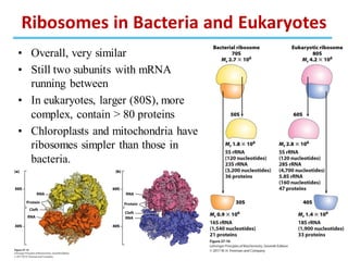 • Overall, very similar
• Still two subunits with mRNA
running between
• In eukaryotes, larger (80S), more
complex, contain > 80 proteins
• Chloroplasts and mitochondria have
ribosomes simpler than those in
bacteria.
Ribosomes in Bacteria and Eukaryotes
 