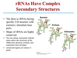 rRNAs Have Complex
Secondary Structures
• The three ss rRNAs having
specific 3-D structure with
extensive intrachain base
pairs.
• Shape of rRNAs are highly
conserved.
• The red, yellow, and purple indicate
areas where the structures of the
rRNAs from bacteria, archaea, and
eukaryotes have diverged.
• Conserved regions are shown in
green.
 